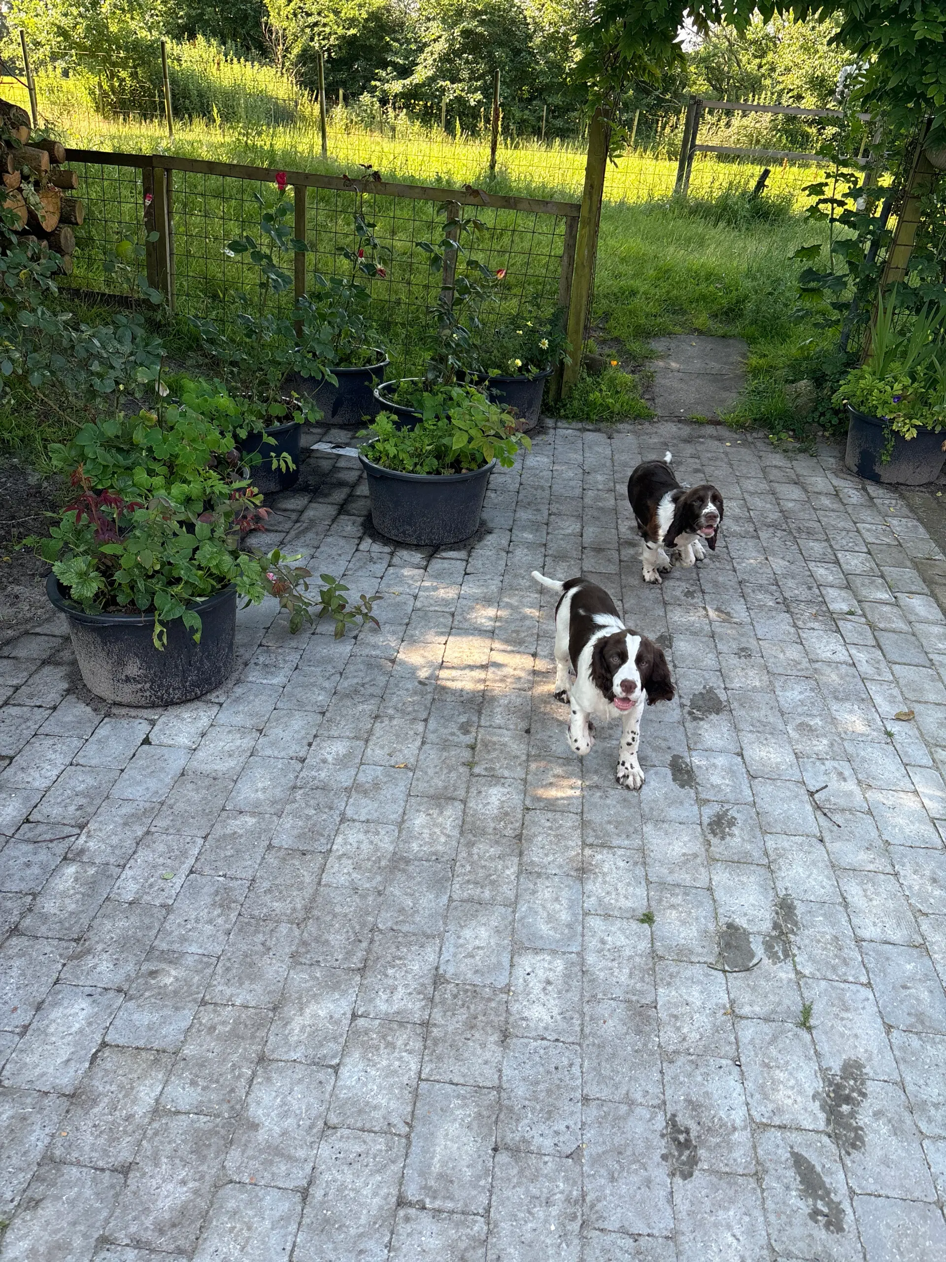 Engelsk Springer Spaniel