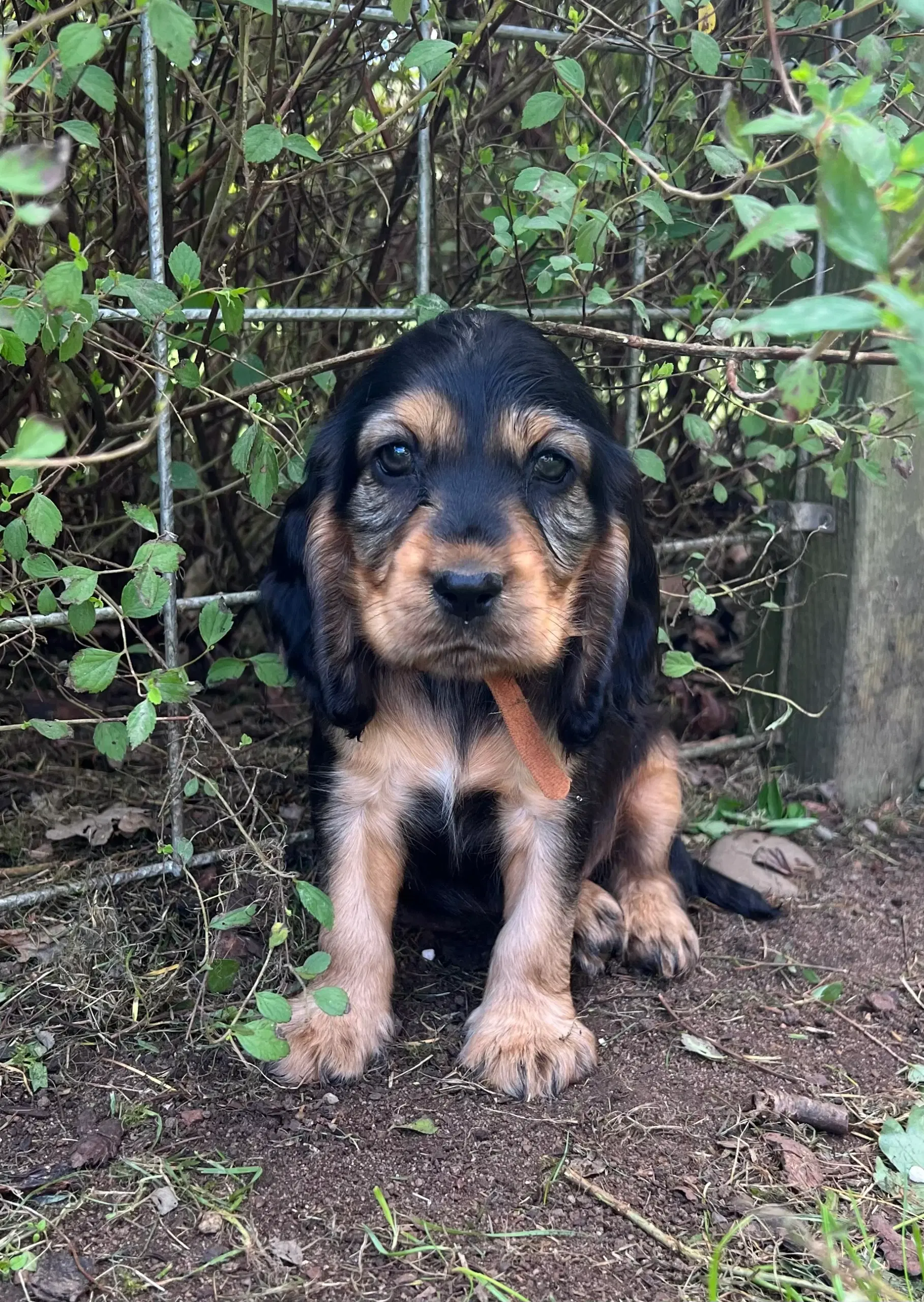 Cocker spaniel