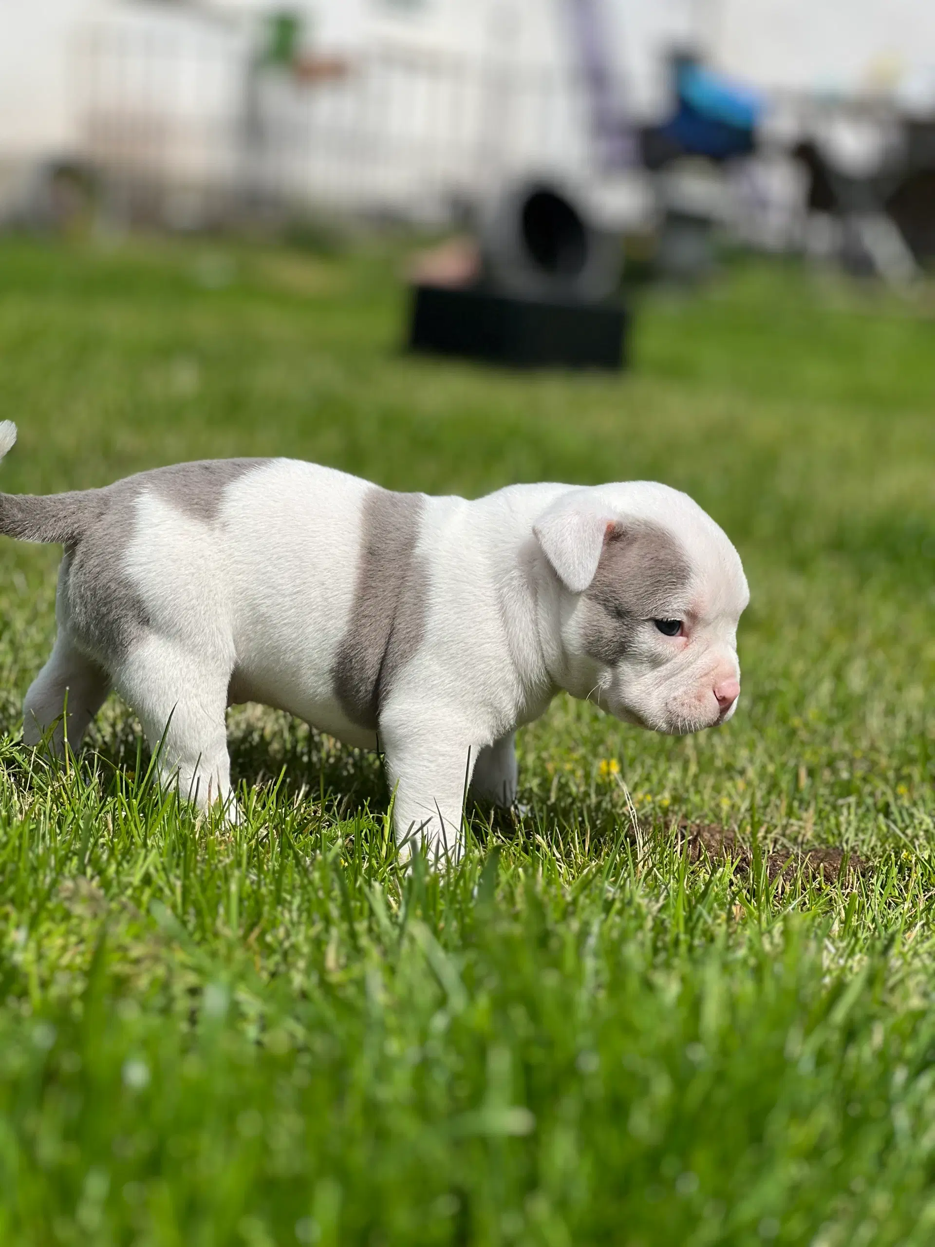 American bully pocket Hanhvalpe