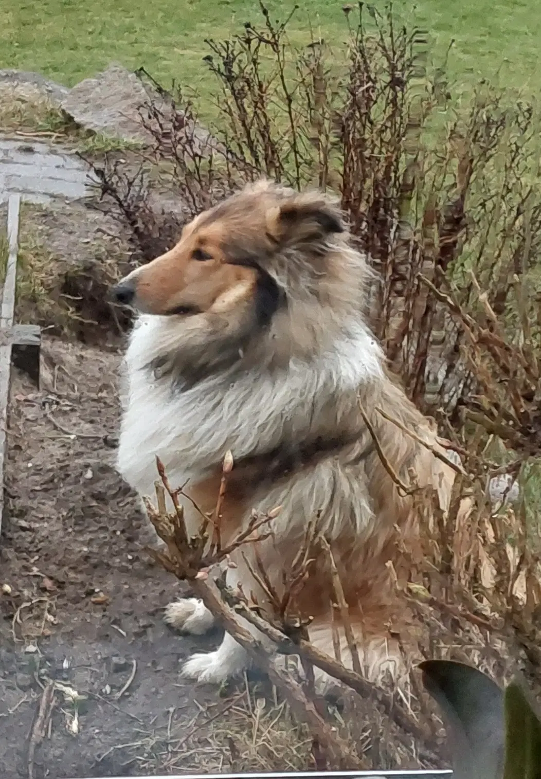 7 stk Collie hvalpe