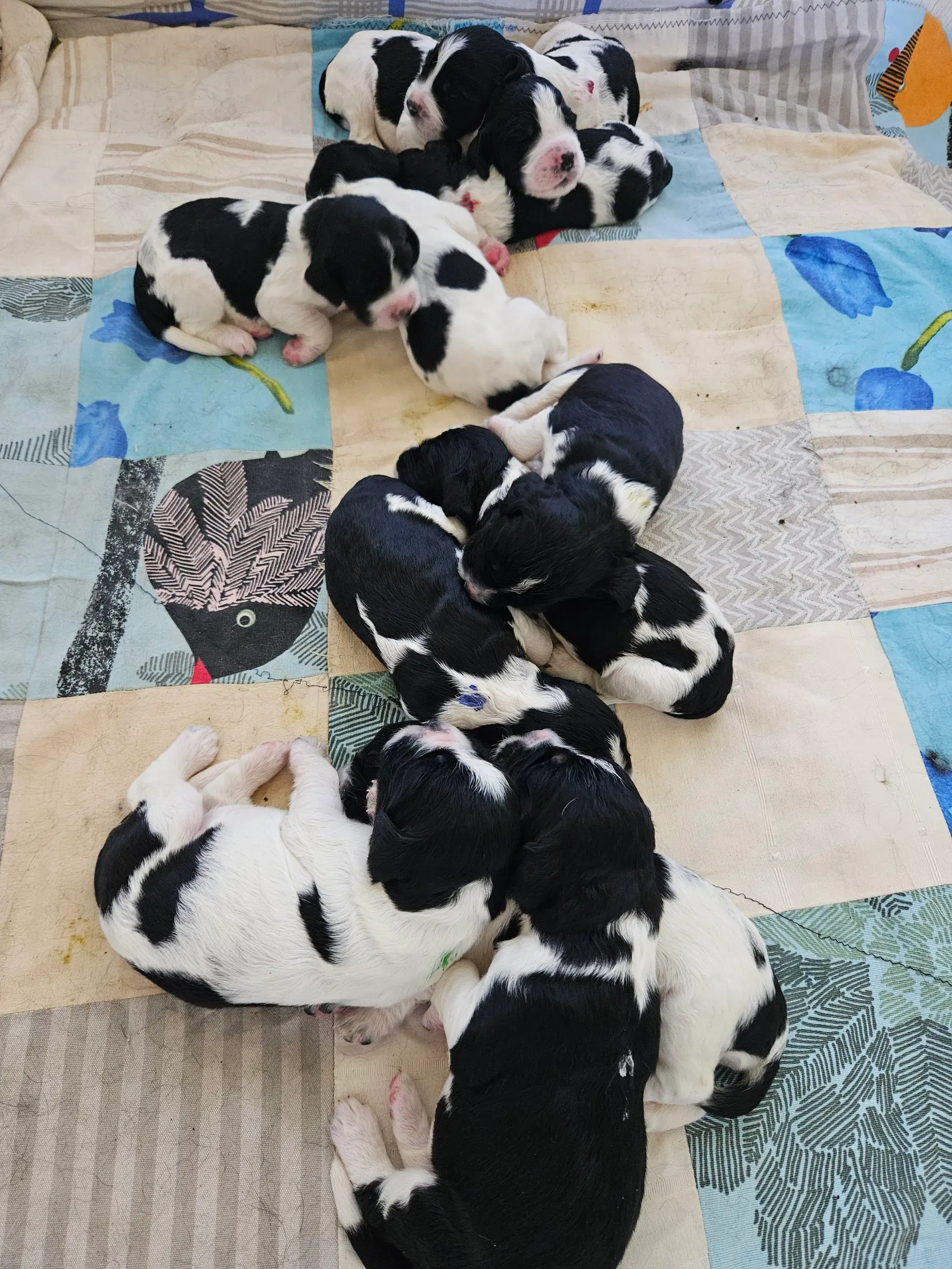 Engelsk Springer spaniel hvalpe