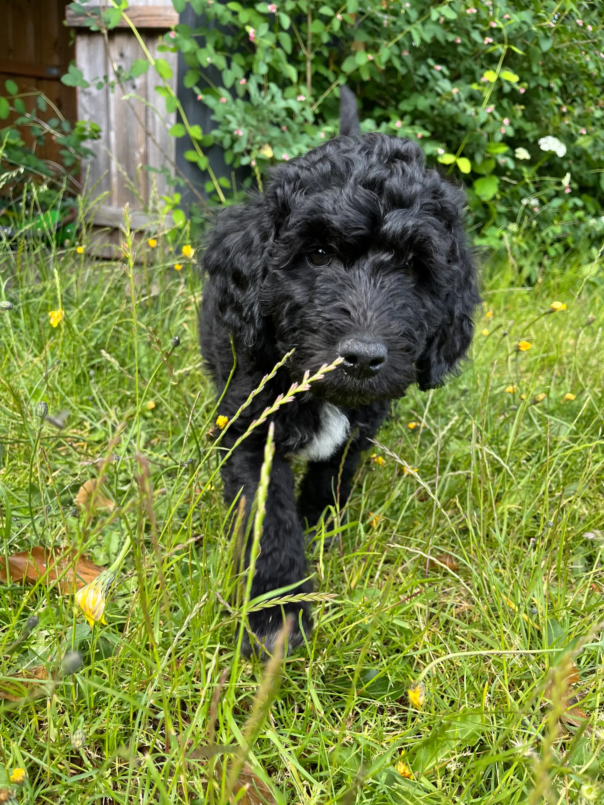 Labradoodle hvalp