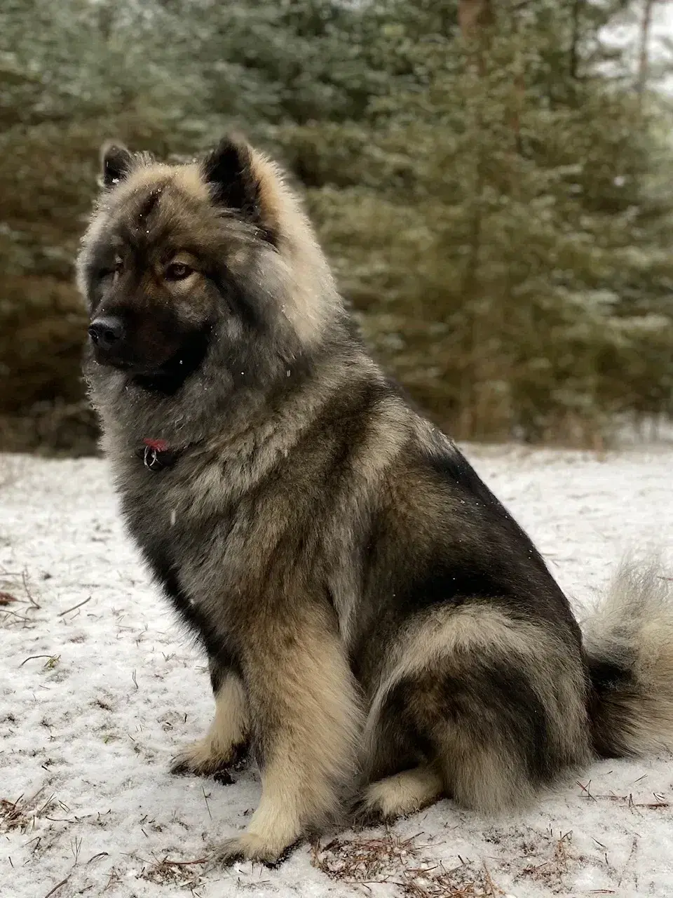 Eurasier blanding