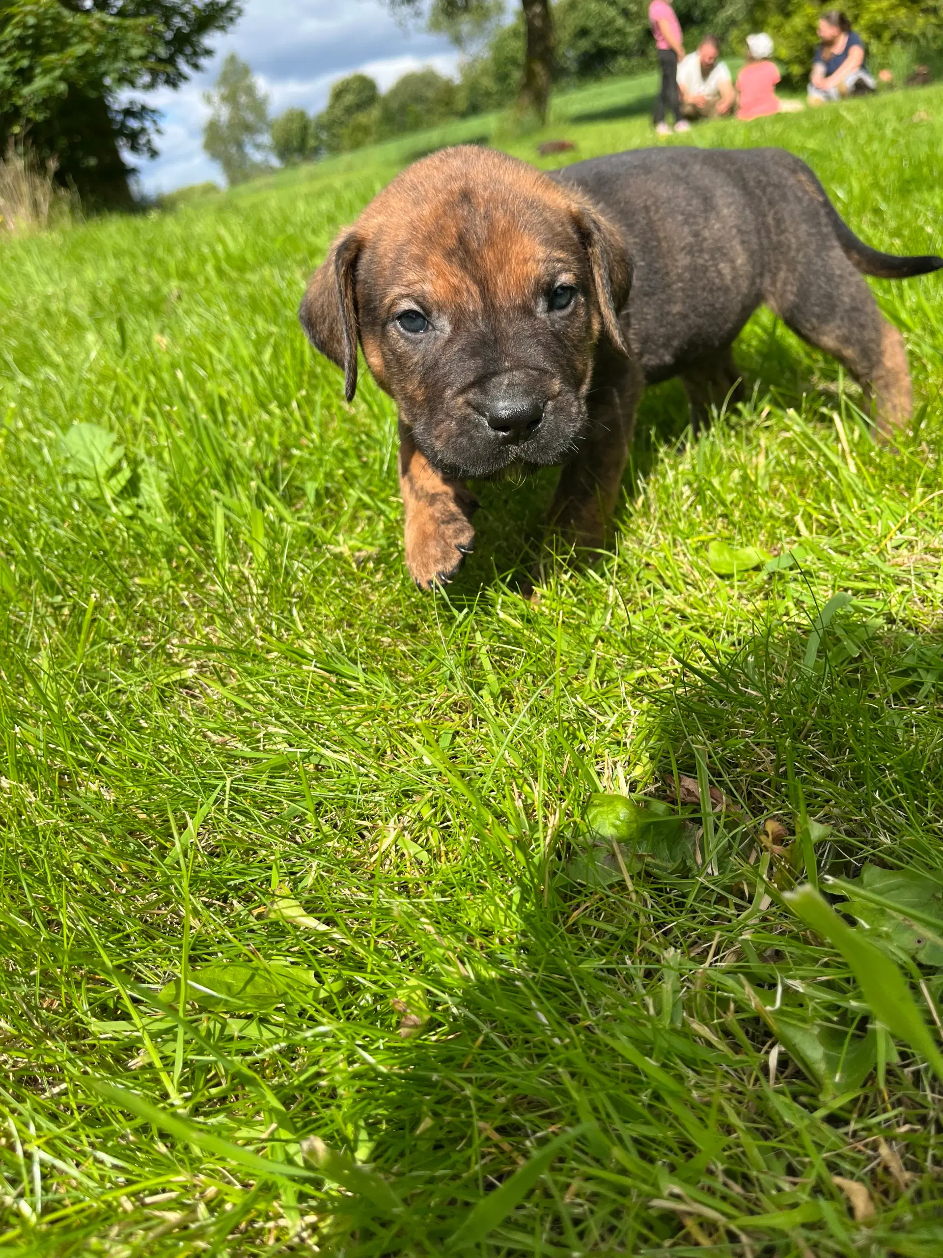 Dogo Canario hvalpe