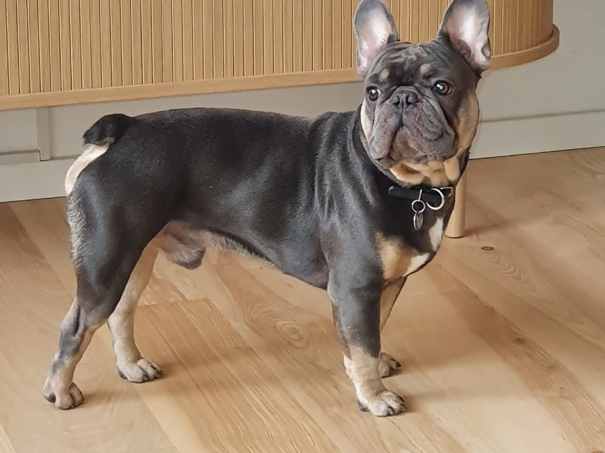 Fransk bulldog