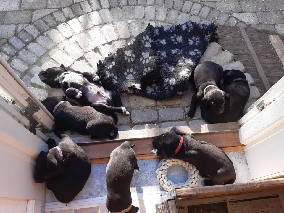 Labrador og hønsehund blanding