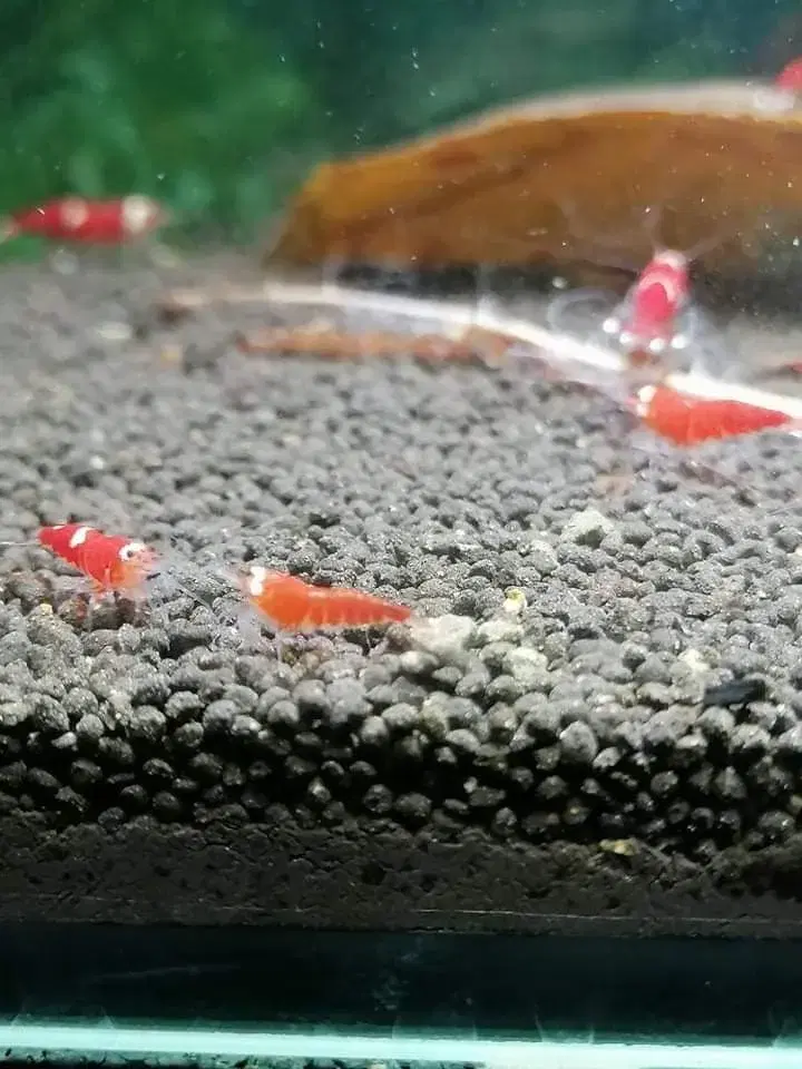 Caridina super crystal red