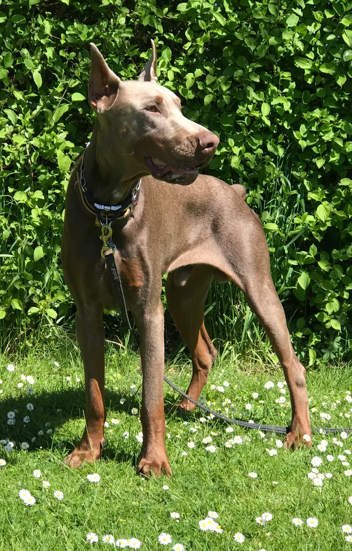 Dobermann hanhund