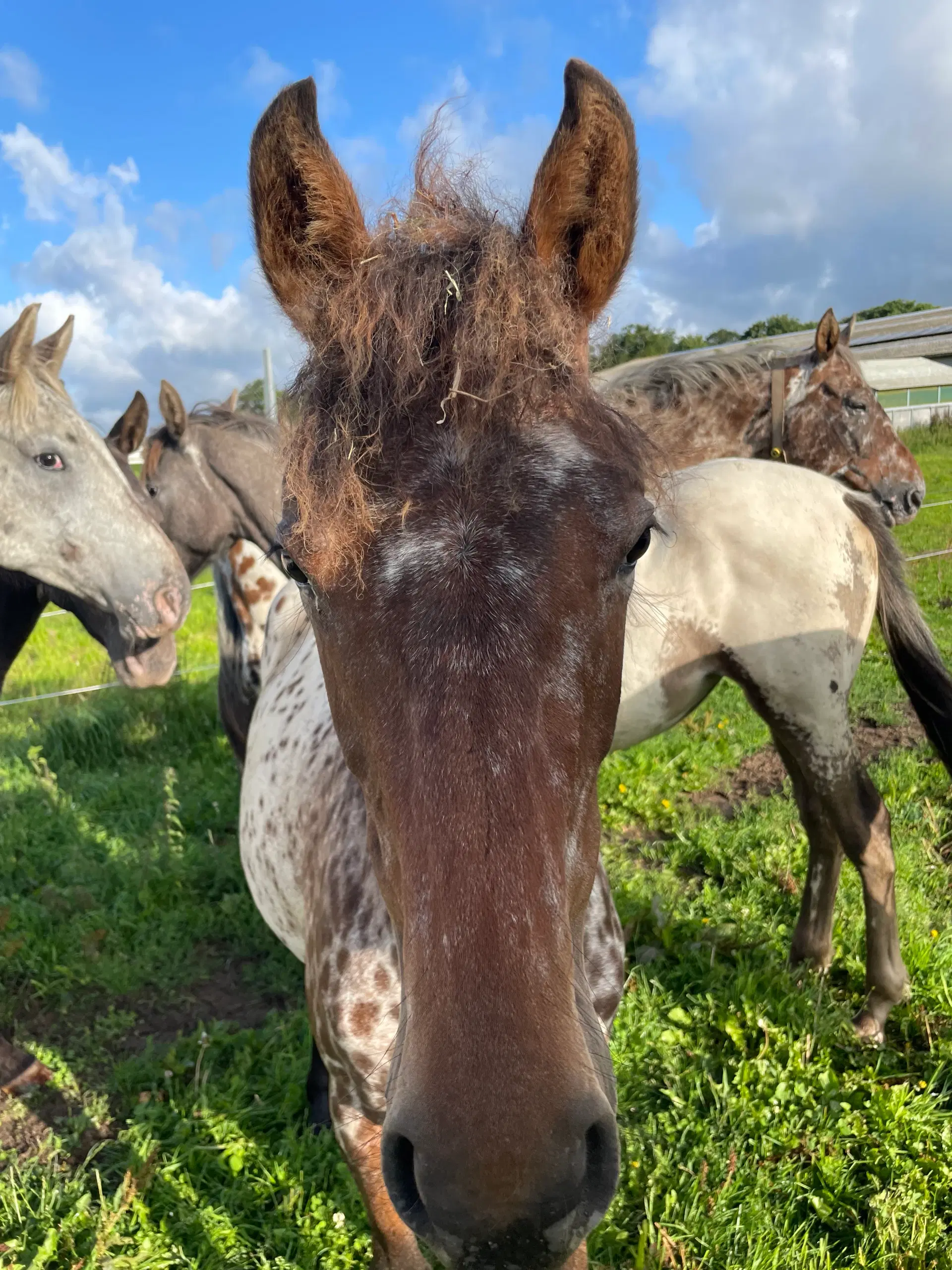 Knabstrupper pony føl