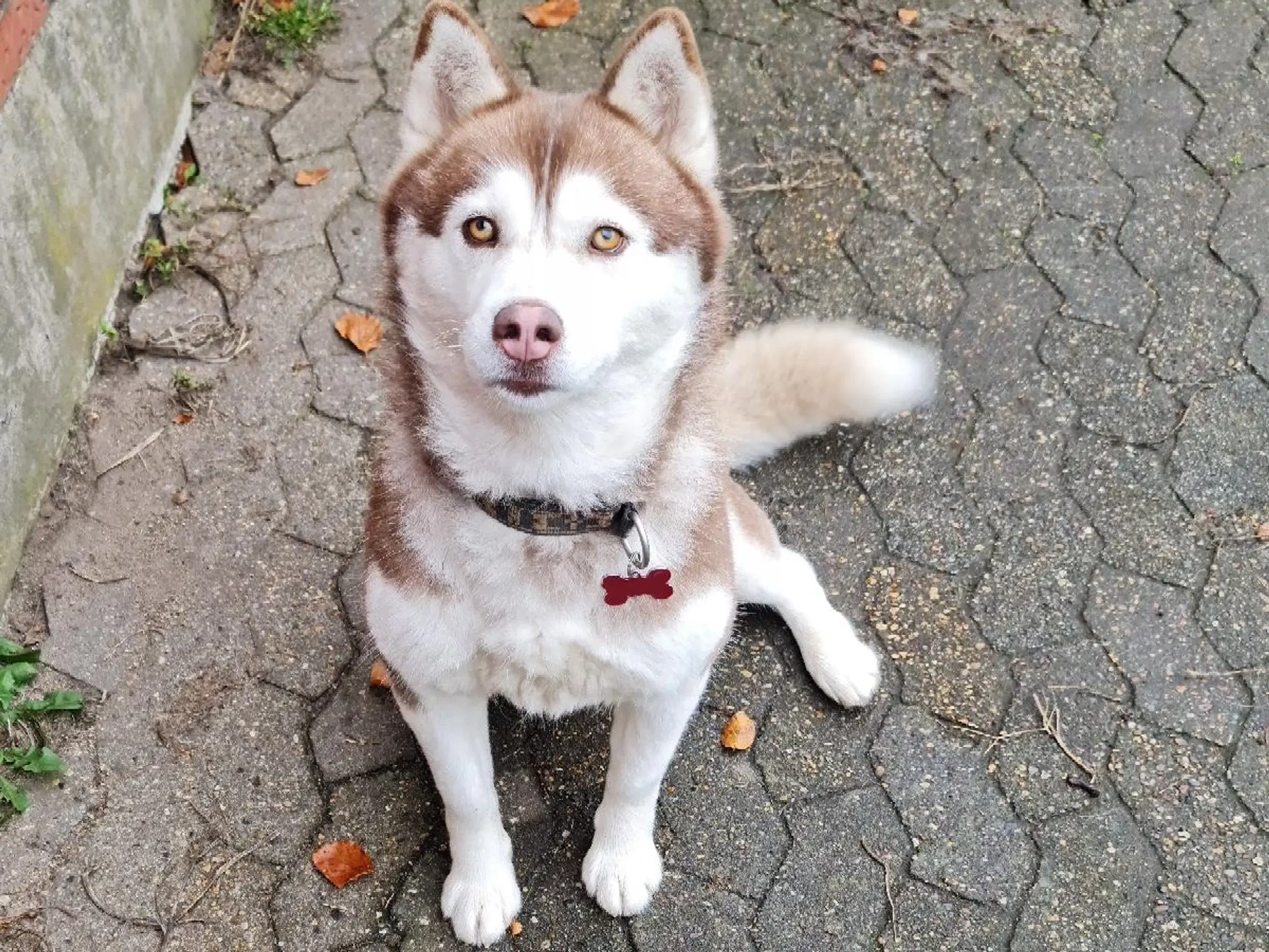 Dejlig husky pige på 3 år søger nyt hjem