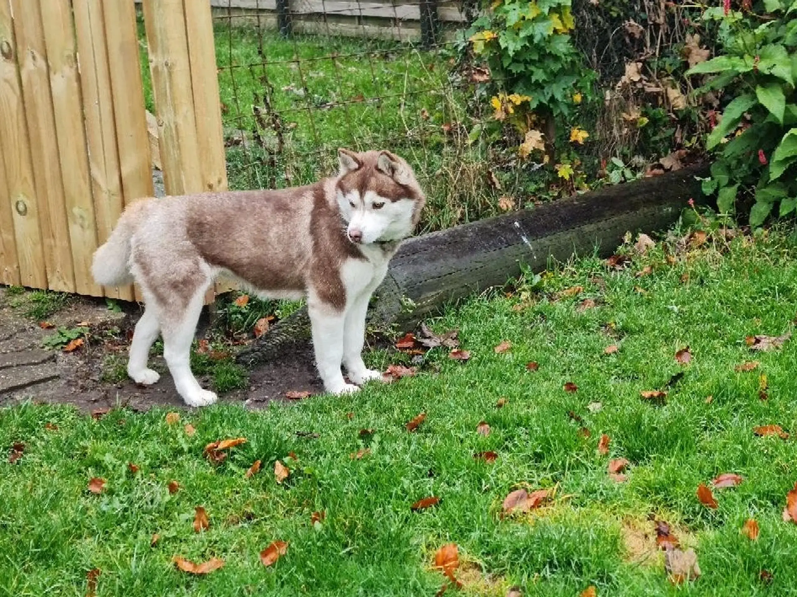 Dejlig husky pige på 3 år søger nyt hjem