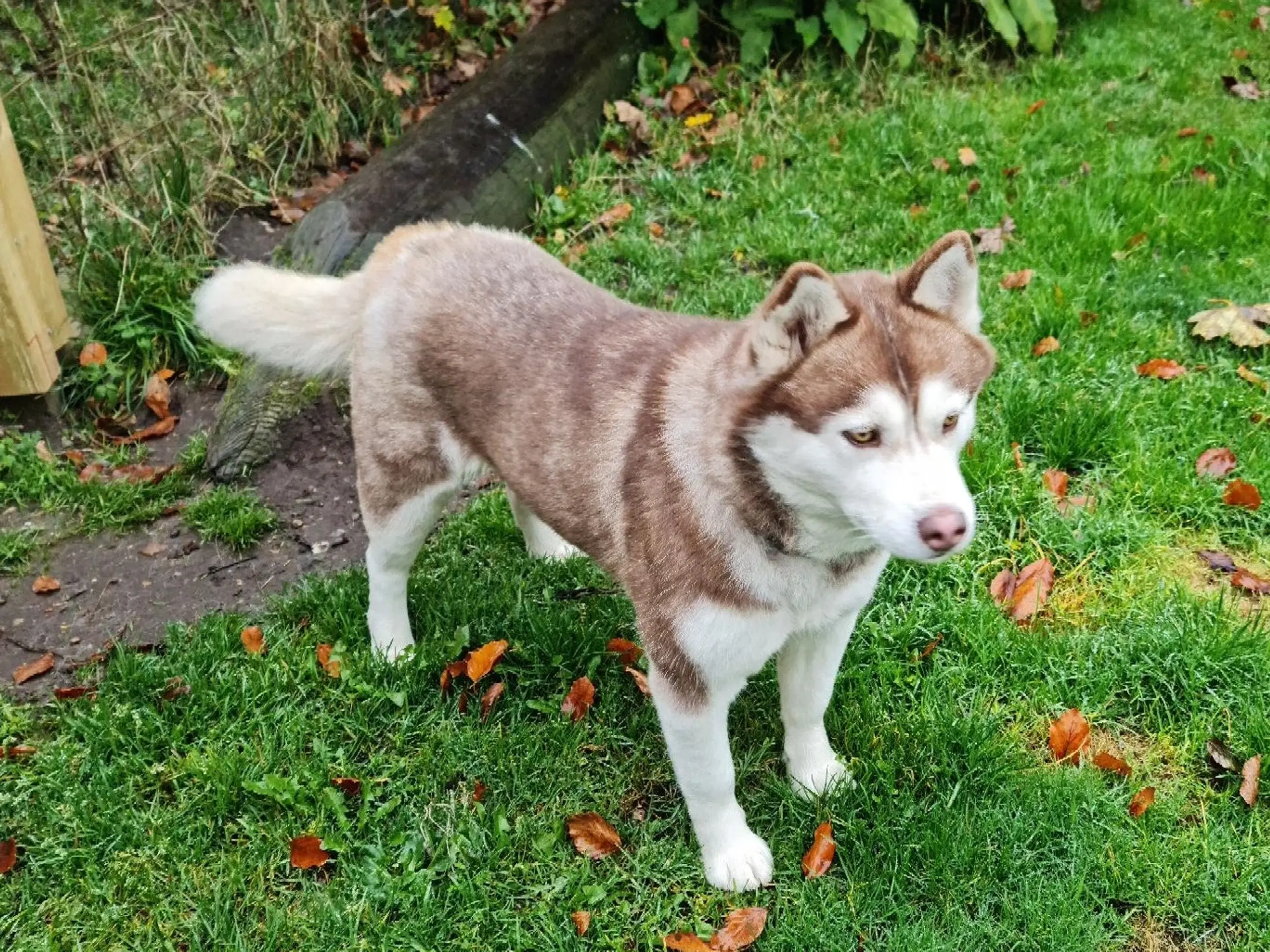 Dejlig husky pige på 3 år søger nyt hjem