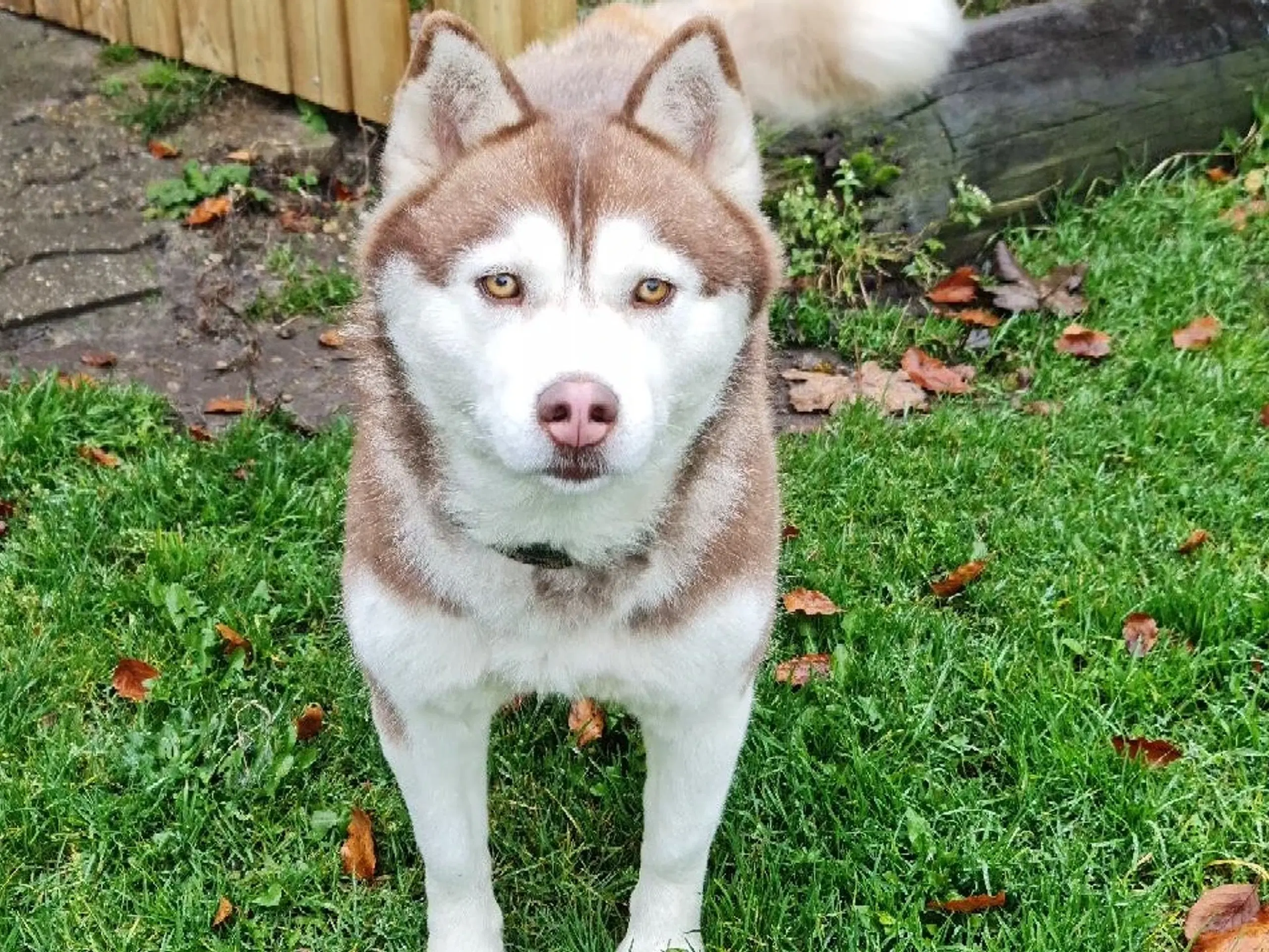 Dejlig husky pige på 3 år søger nyt hjem