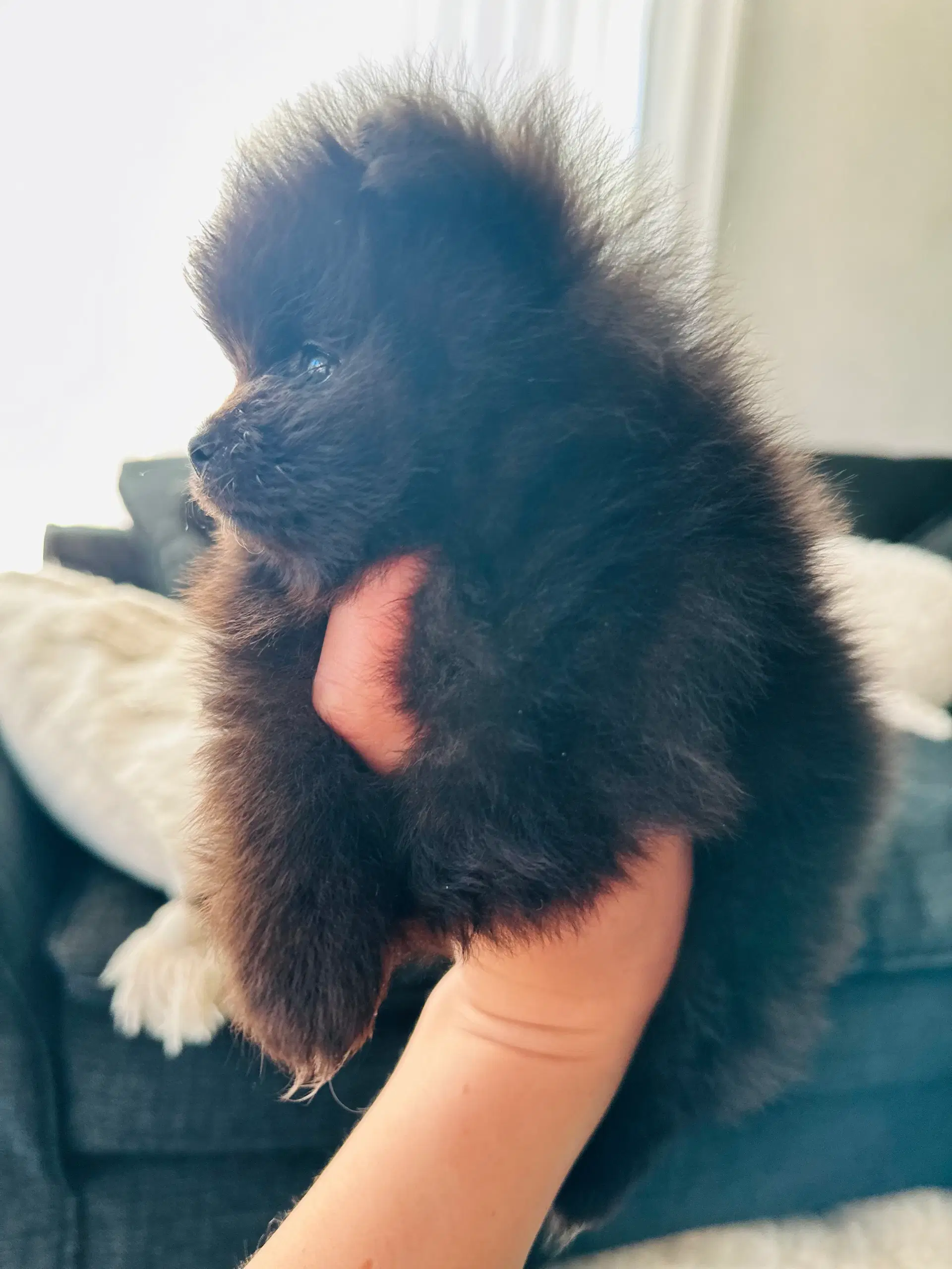 Pomeranian