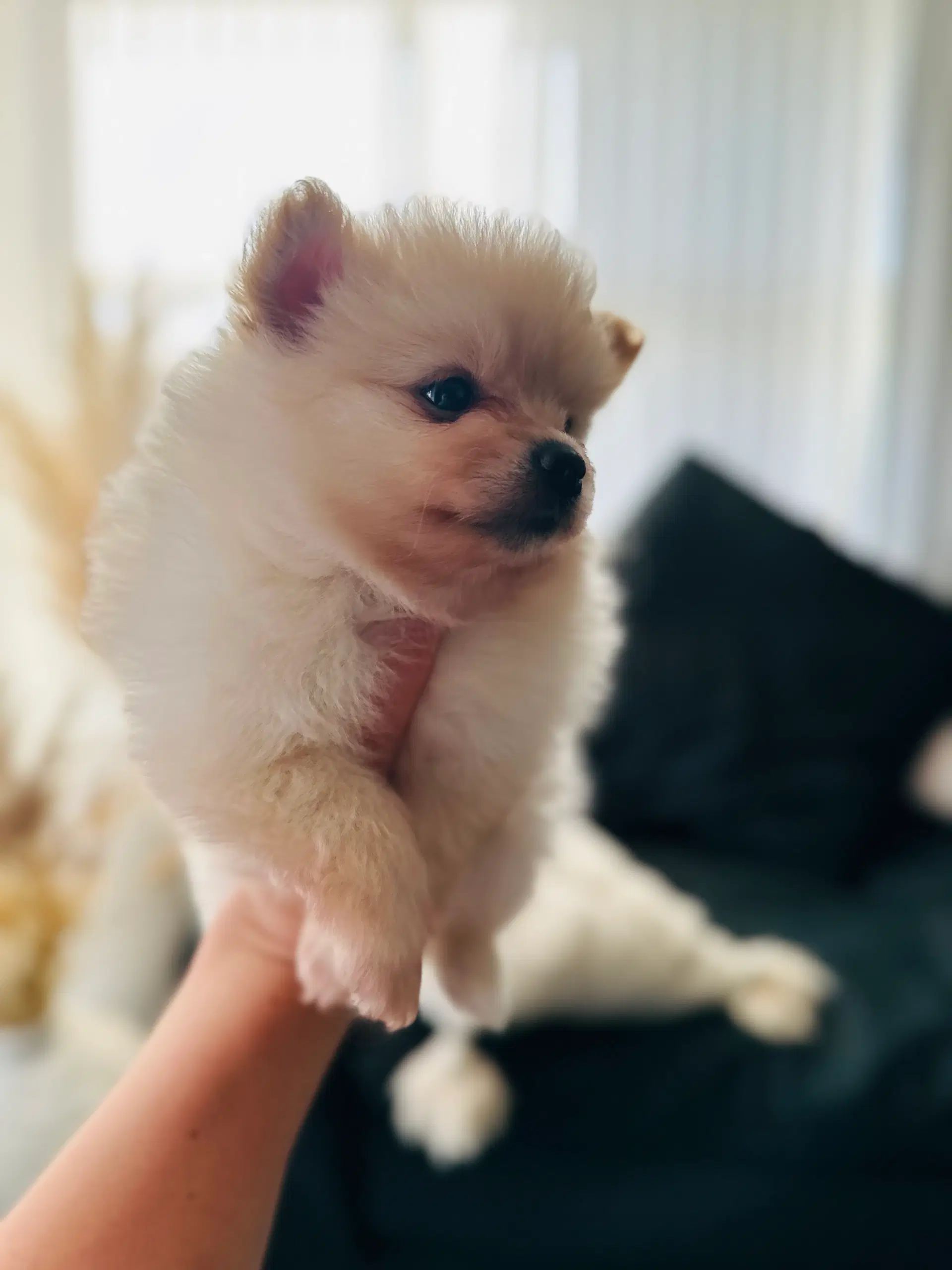 Pomeranian