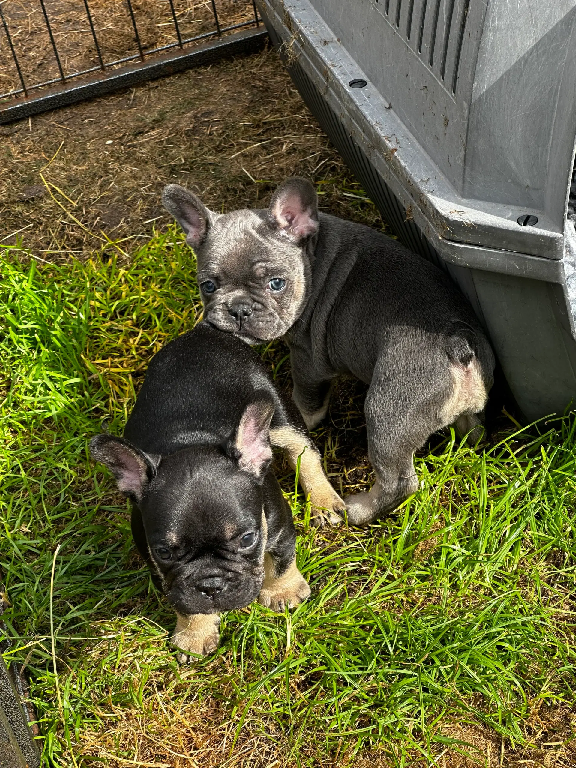 fransk bulldog hvalpe