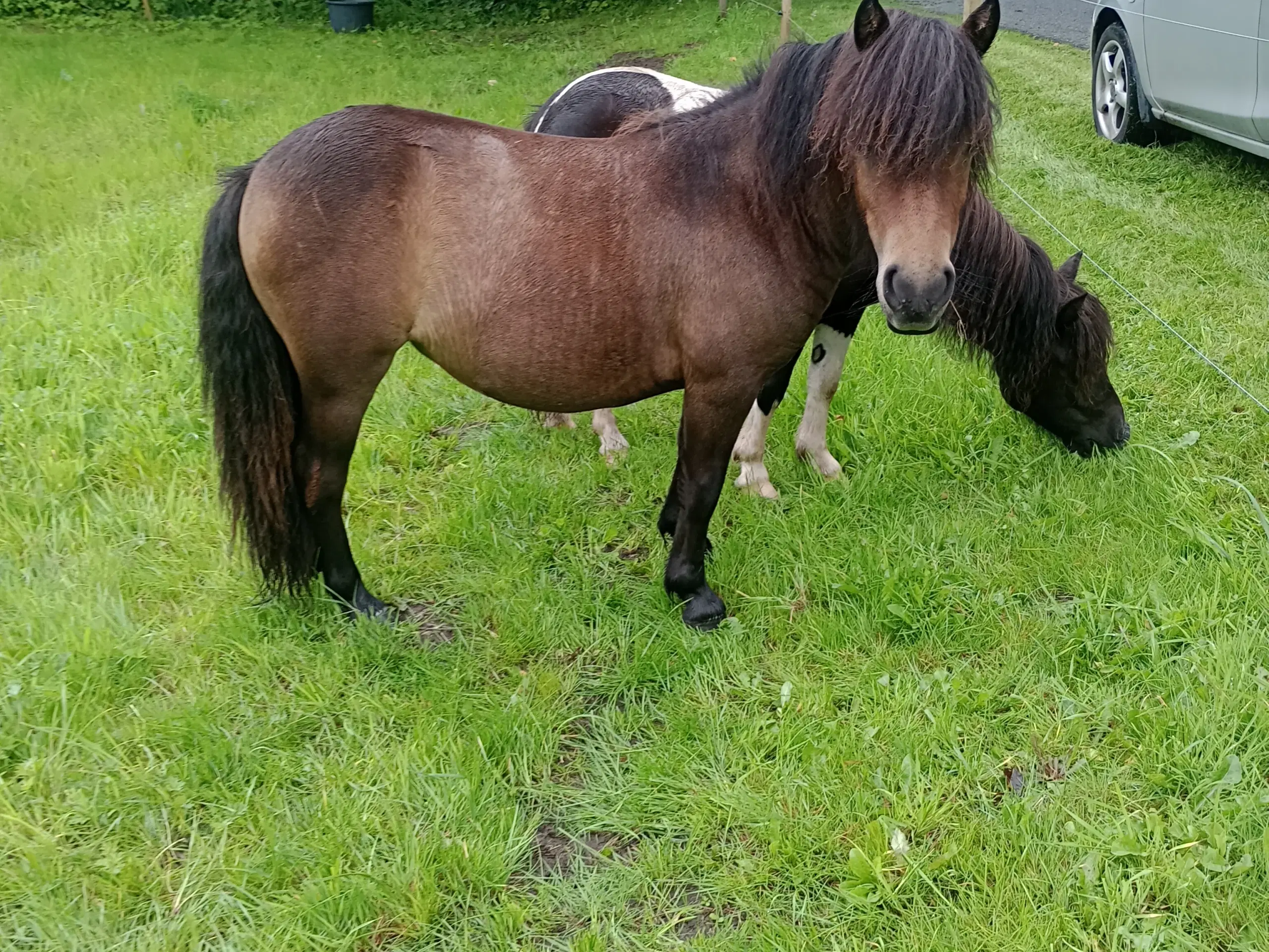 Shetlænder hopper