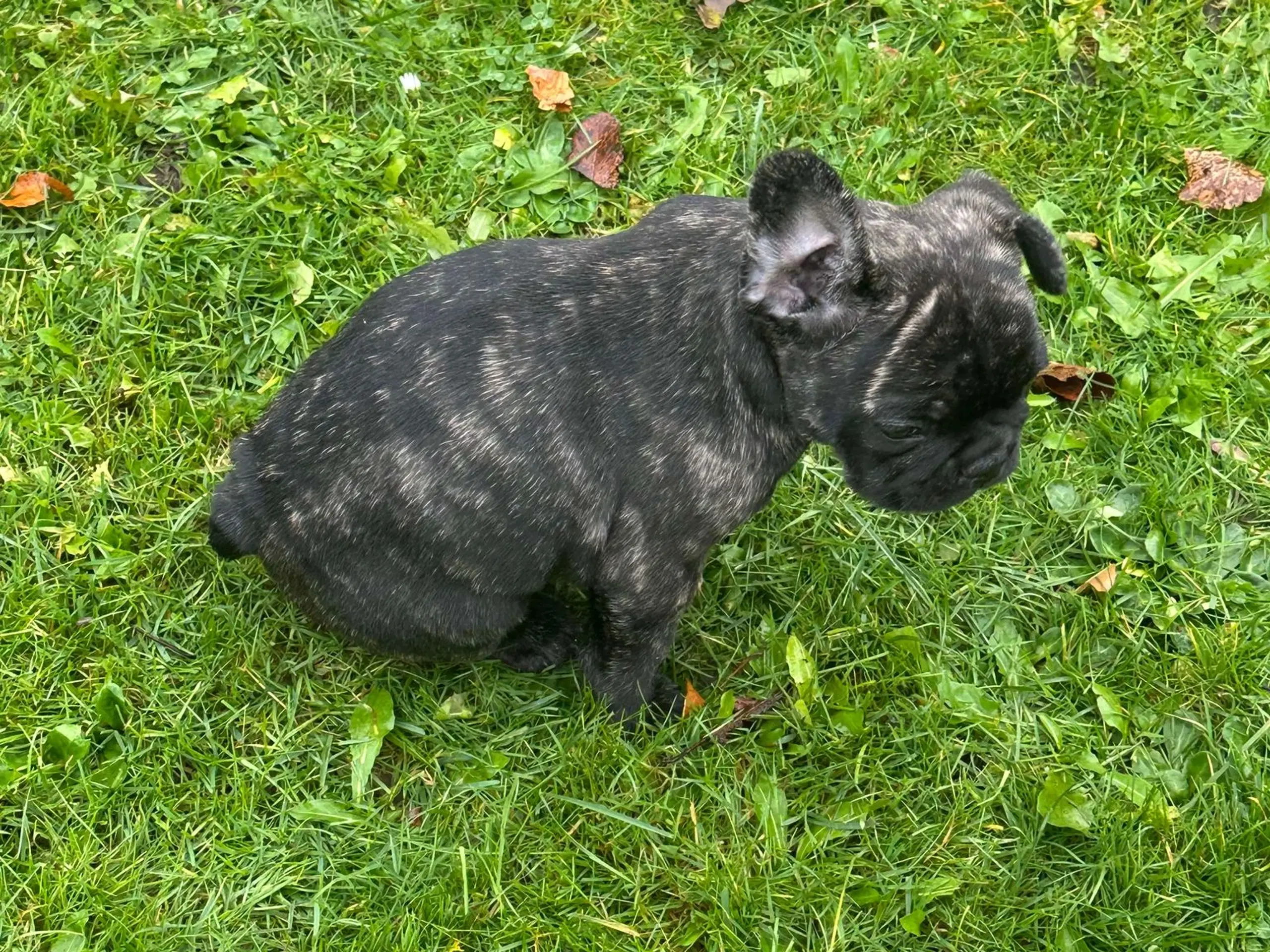 Fransk bulldog brindle/ blå