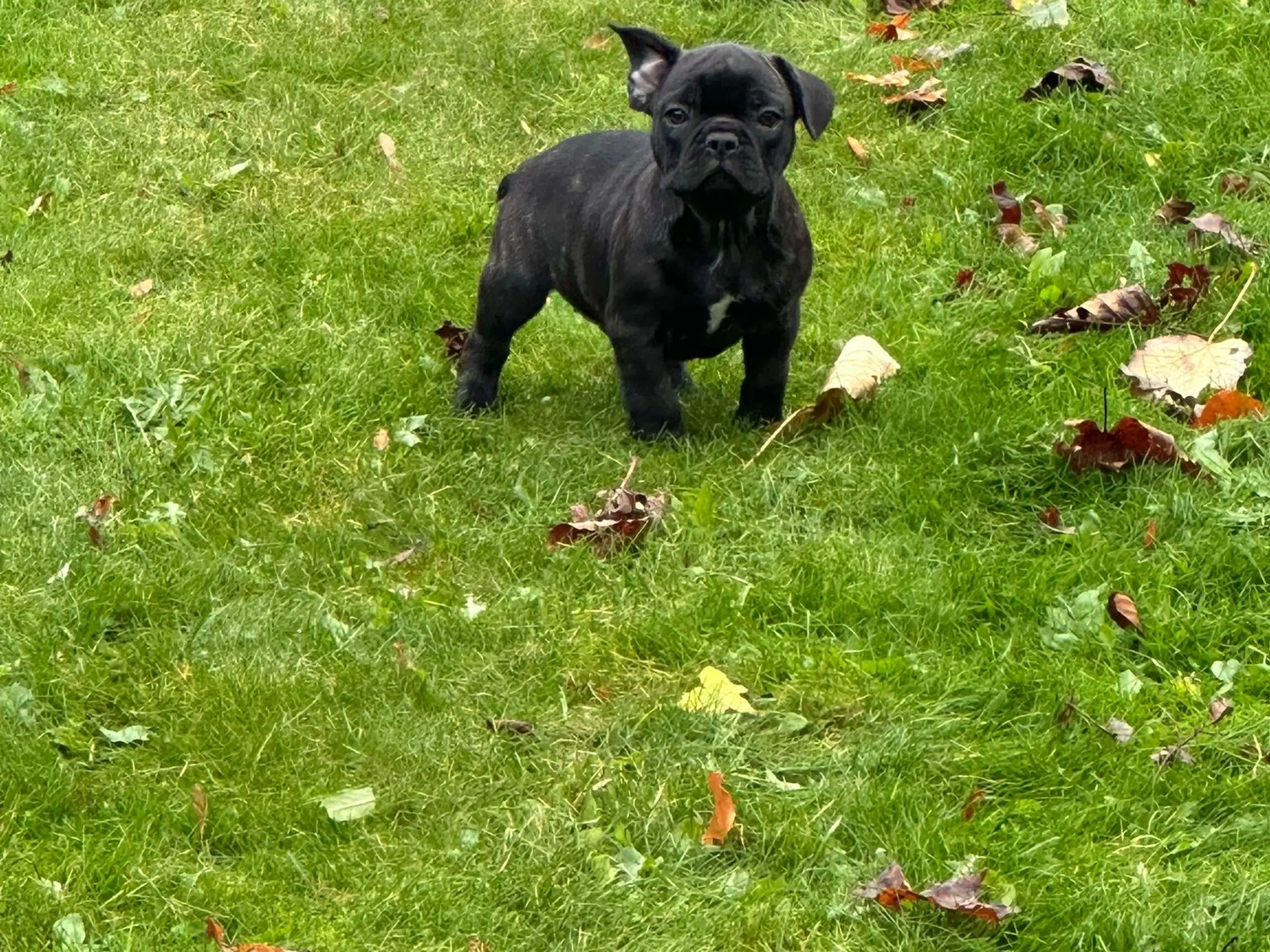 Fransk bulldog brindle/ blå