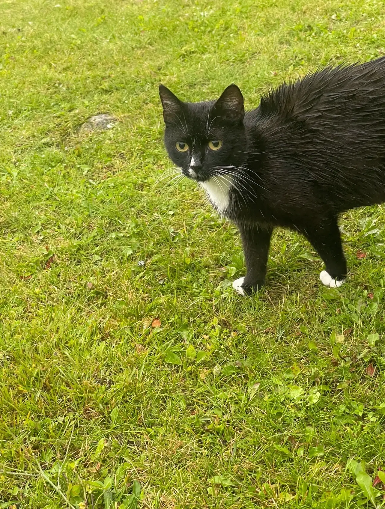 Sørgelig kat søger kærligt hjem