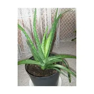 Aloe Vera planter