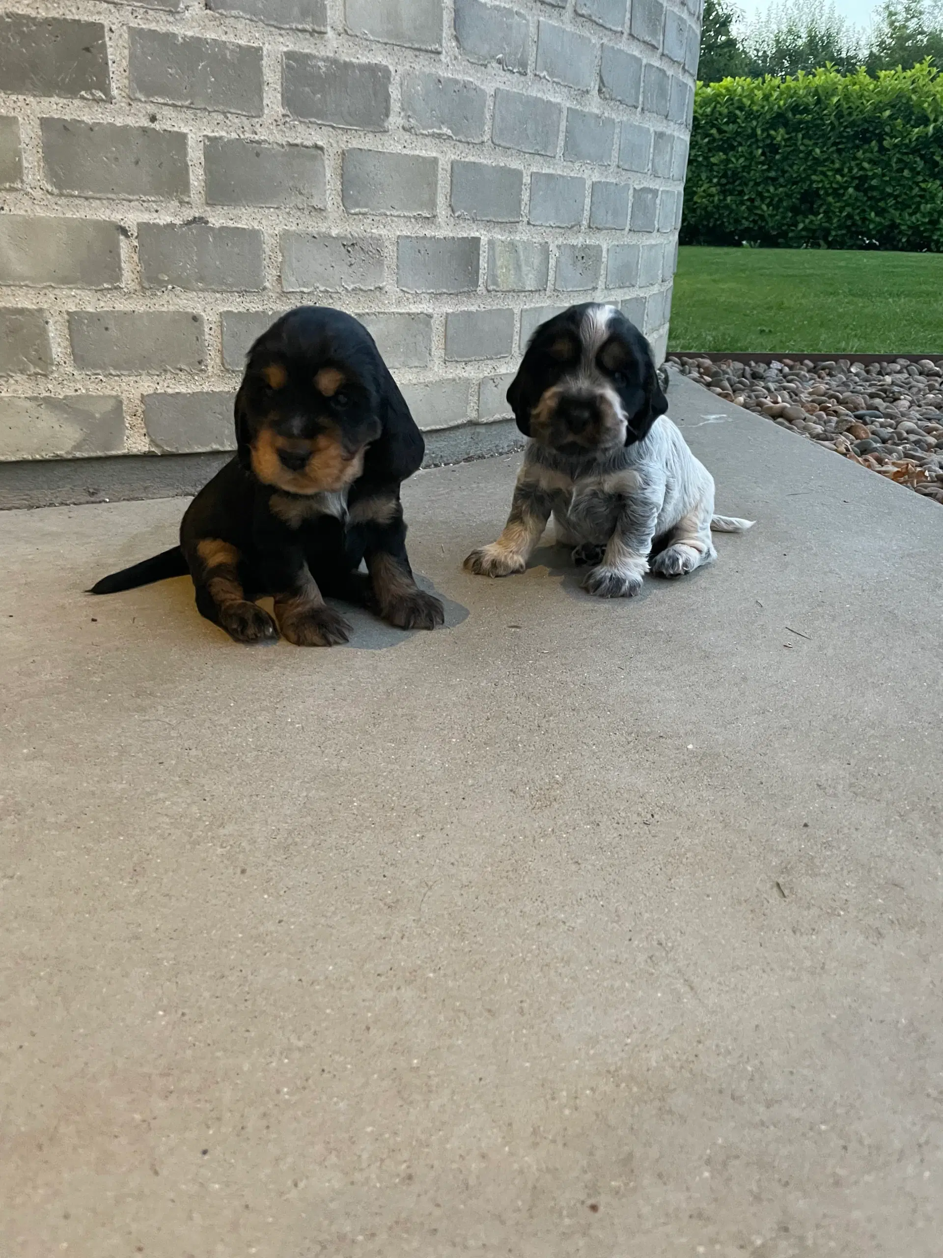 Engelsk cocker spaniel hvalpe