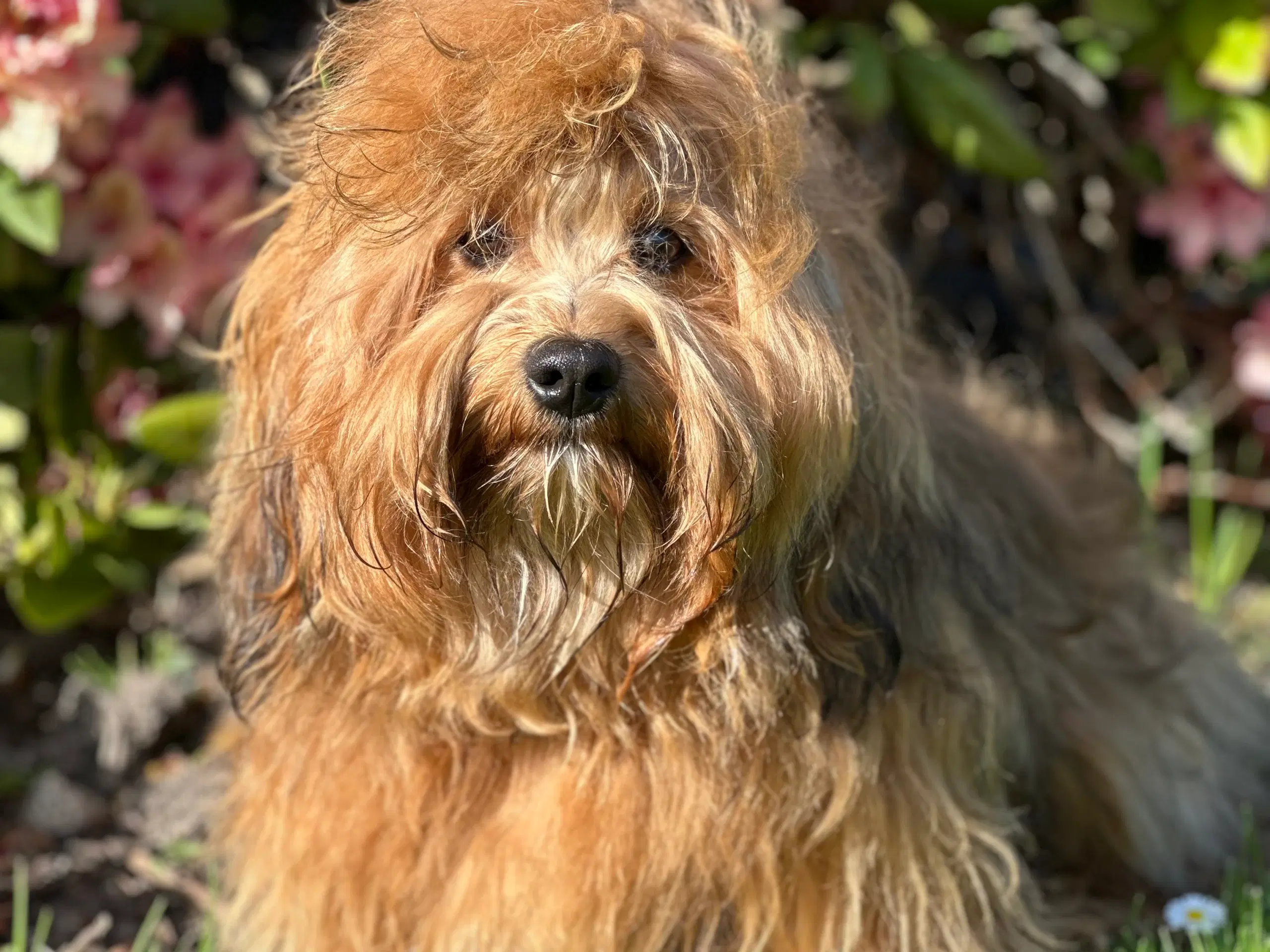 Skønneste Bichon havanais han tilbydes til avl