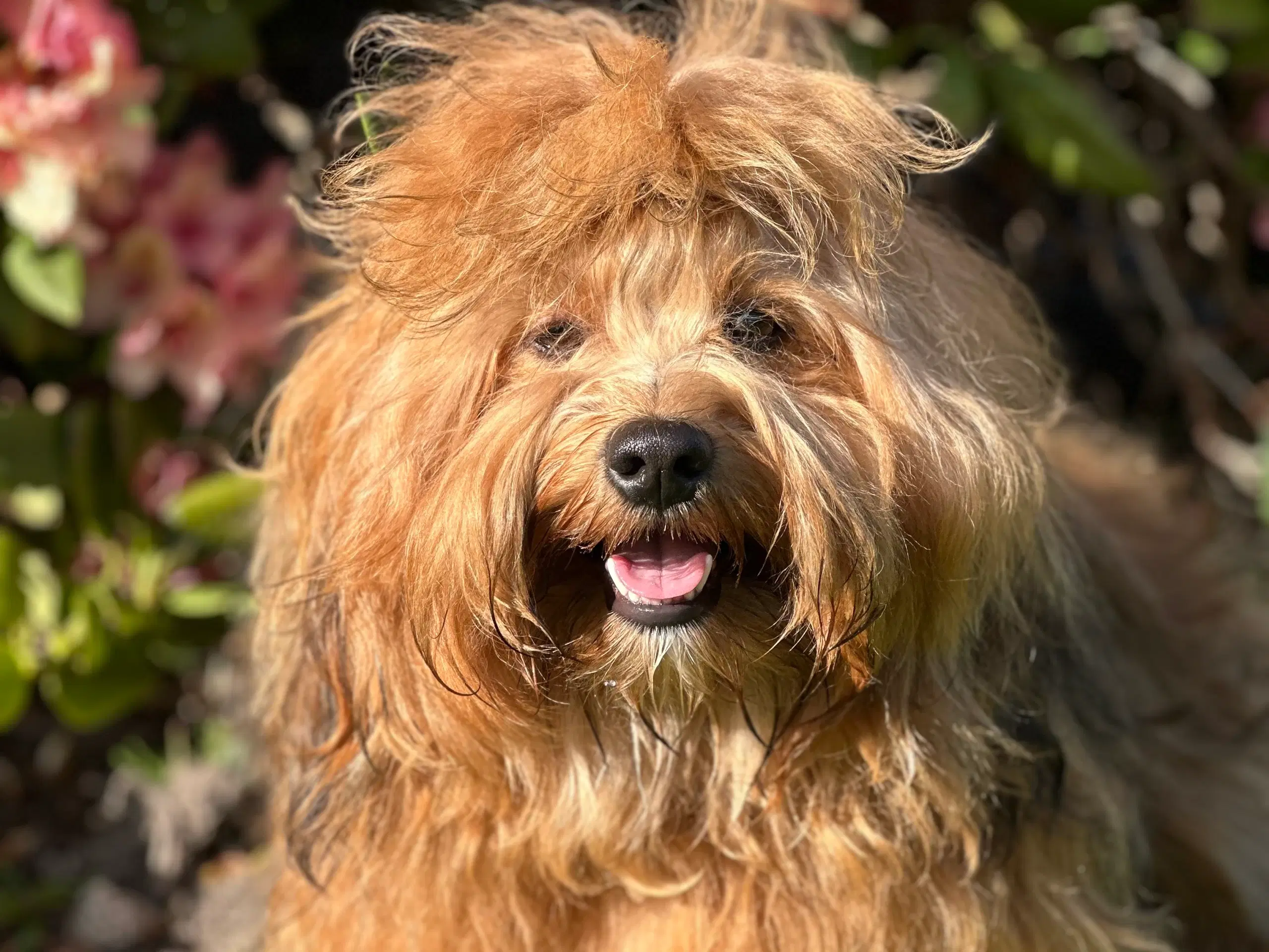 Skønneste Bichon havanais han tilbydes til avl