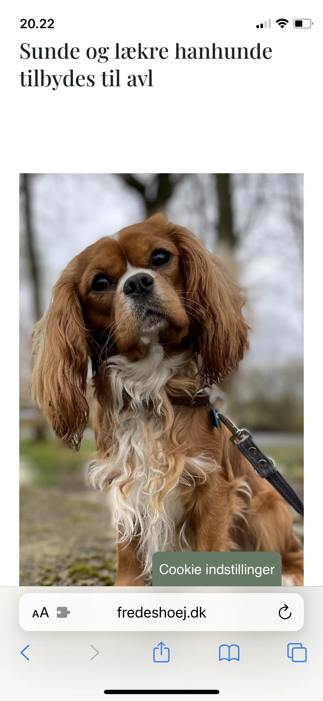 Cavalier King Charles Avl