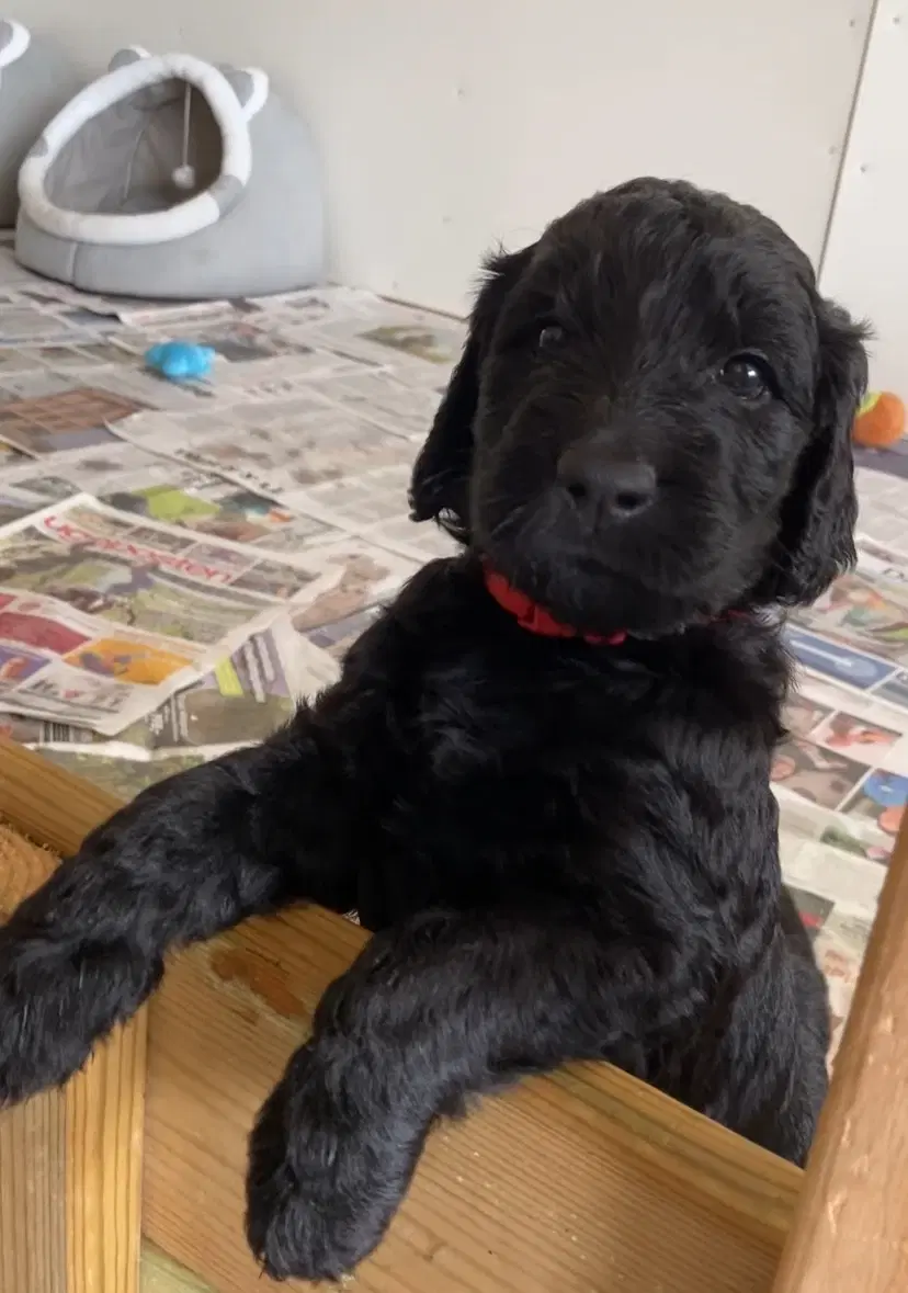 Labradoodle hvalpe