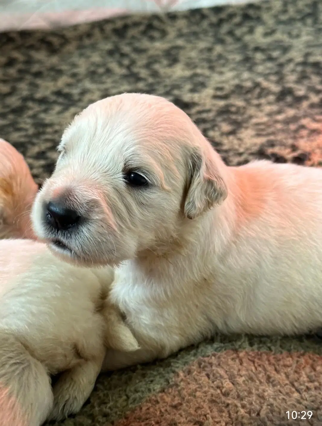 Golden Retriever hvalpe