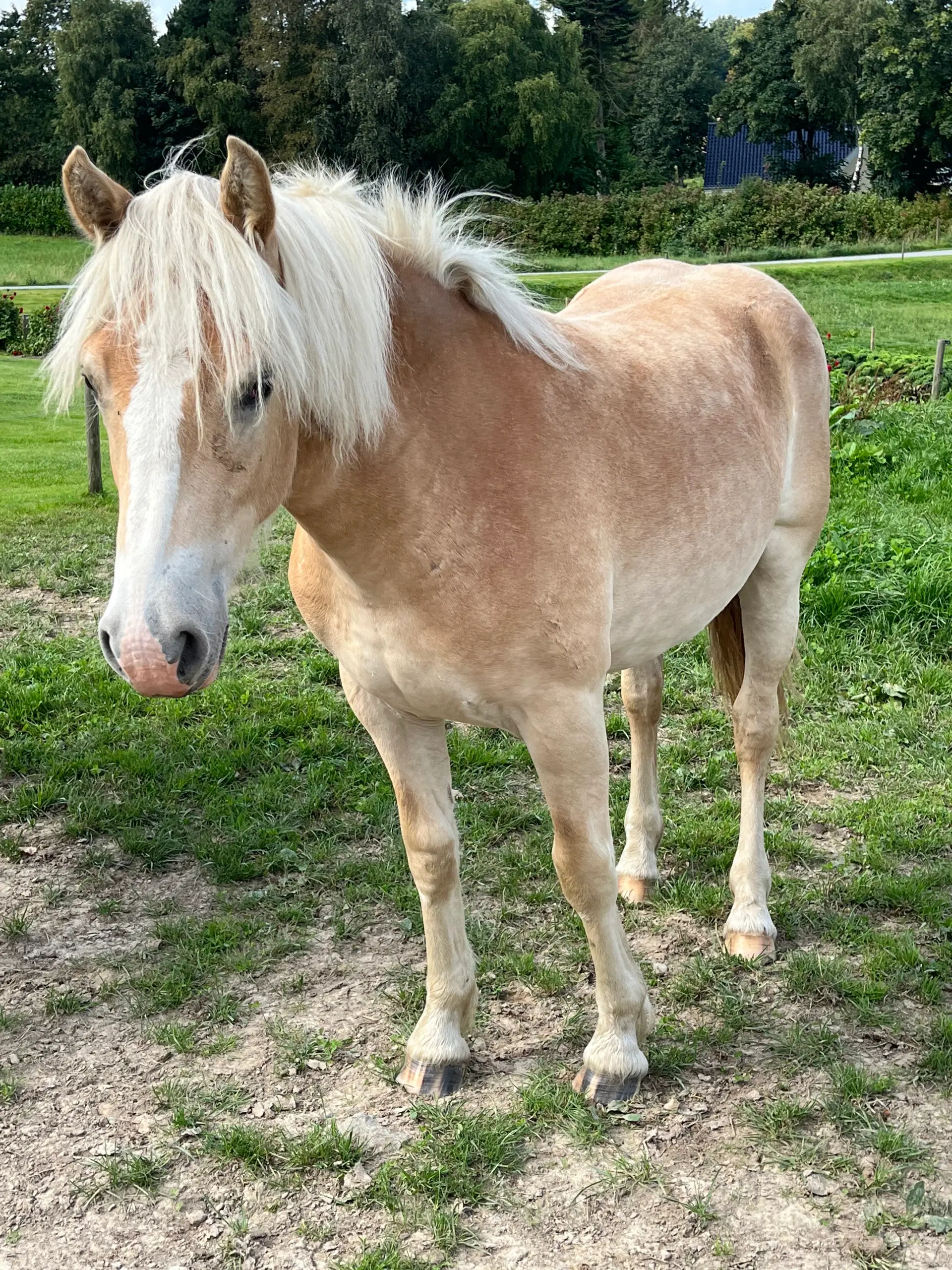 1 års haflinger hoppe efter 1 klasse forældre