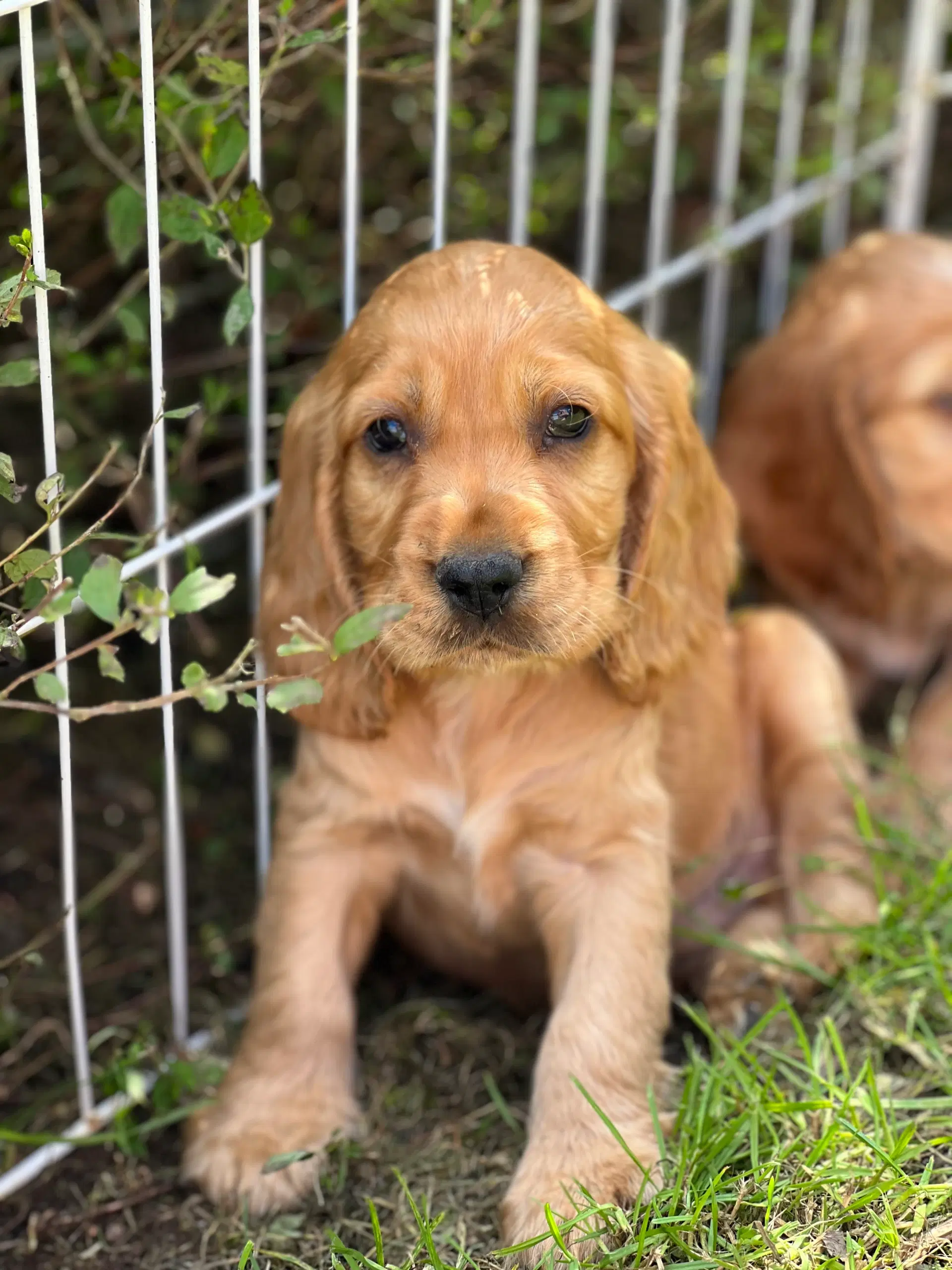 Cocker spaniel