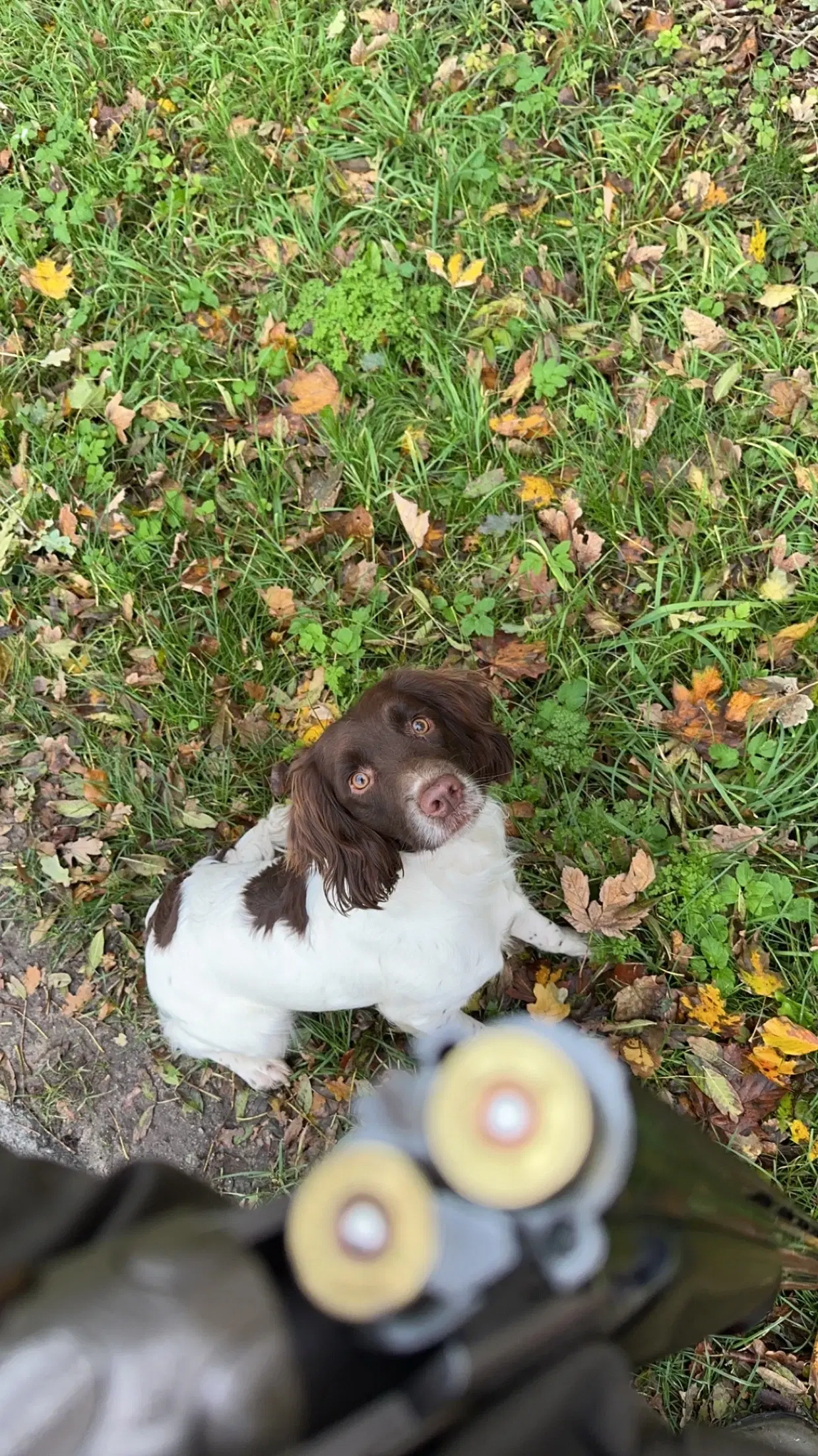 Ft springer spaniel hvalpe