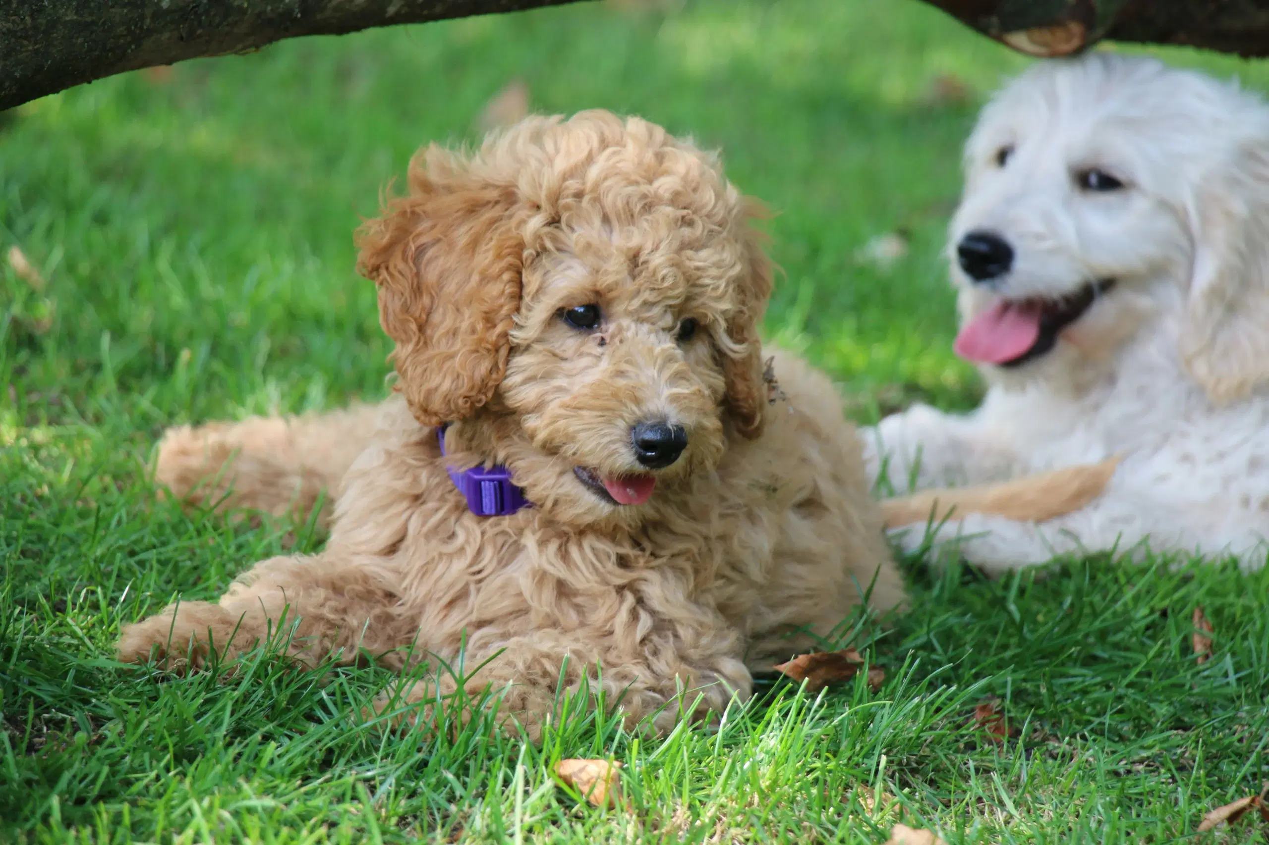 Goldendoodle Doodledoodle Cavapoo