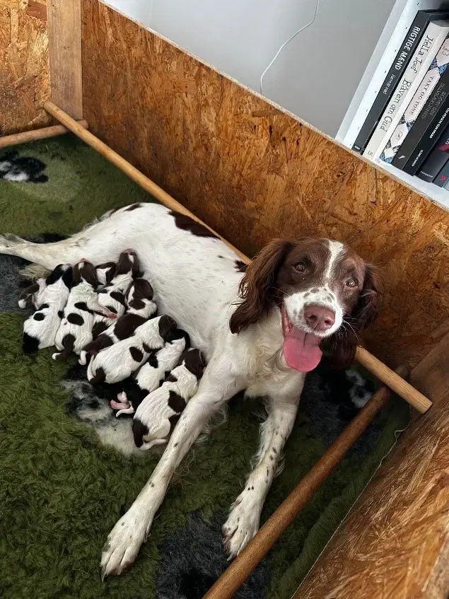 Jagtkammerat og/eller kærlig familiehund