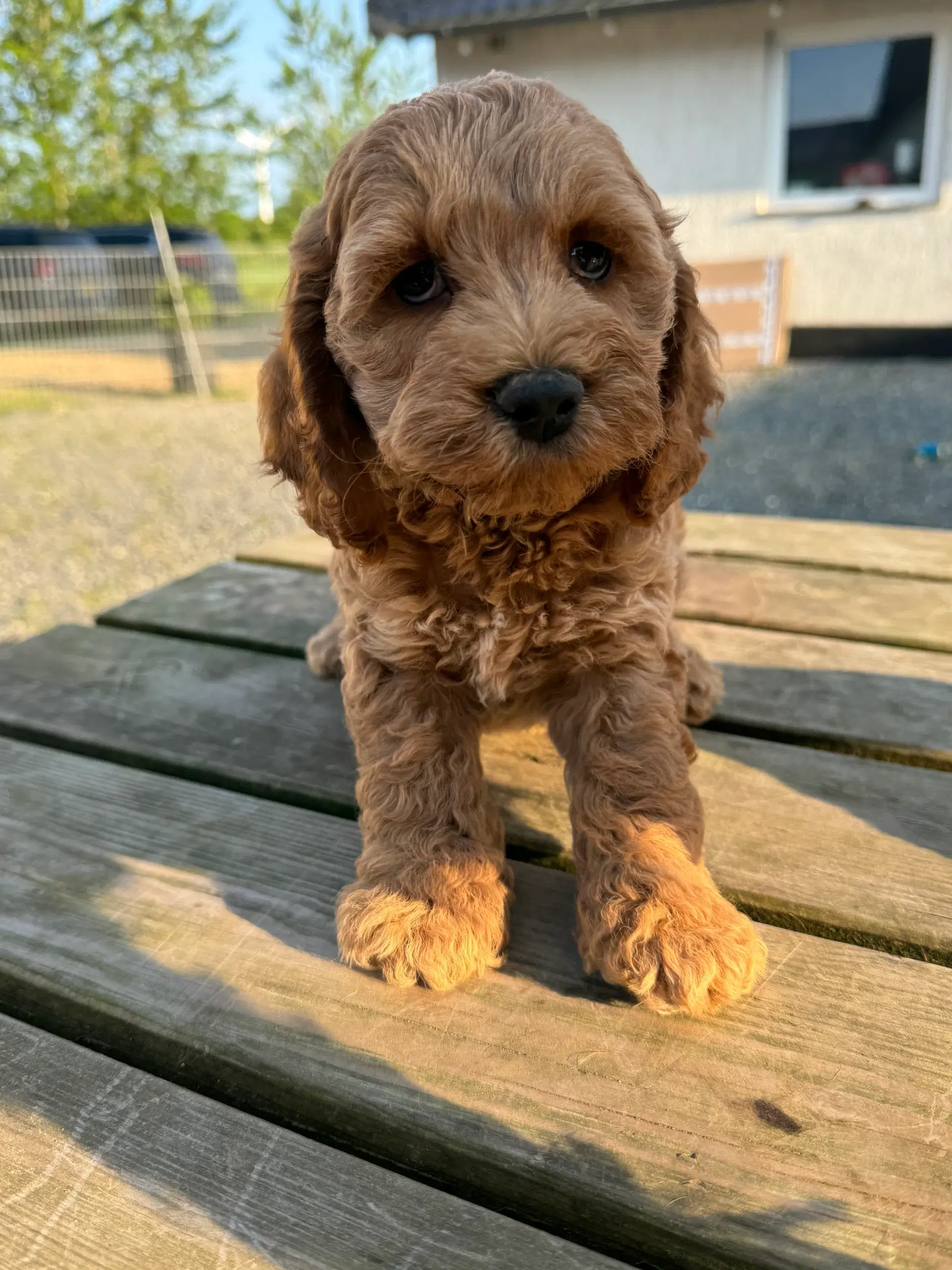 Cockapoo F1 pelsbørn