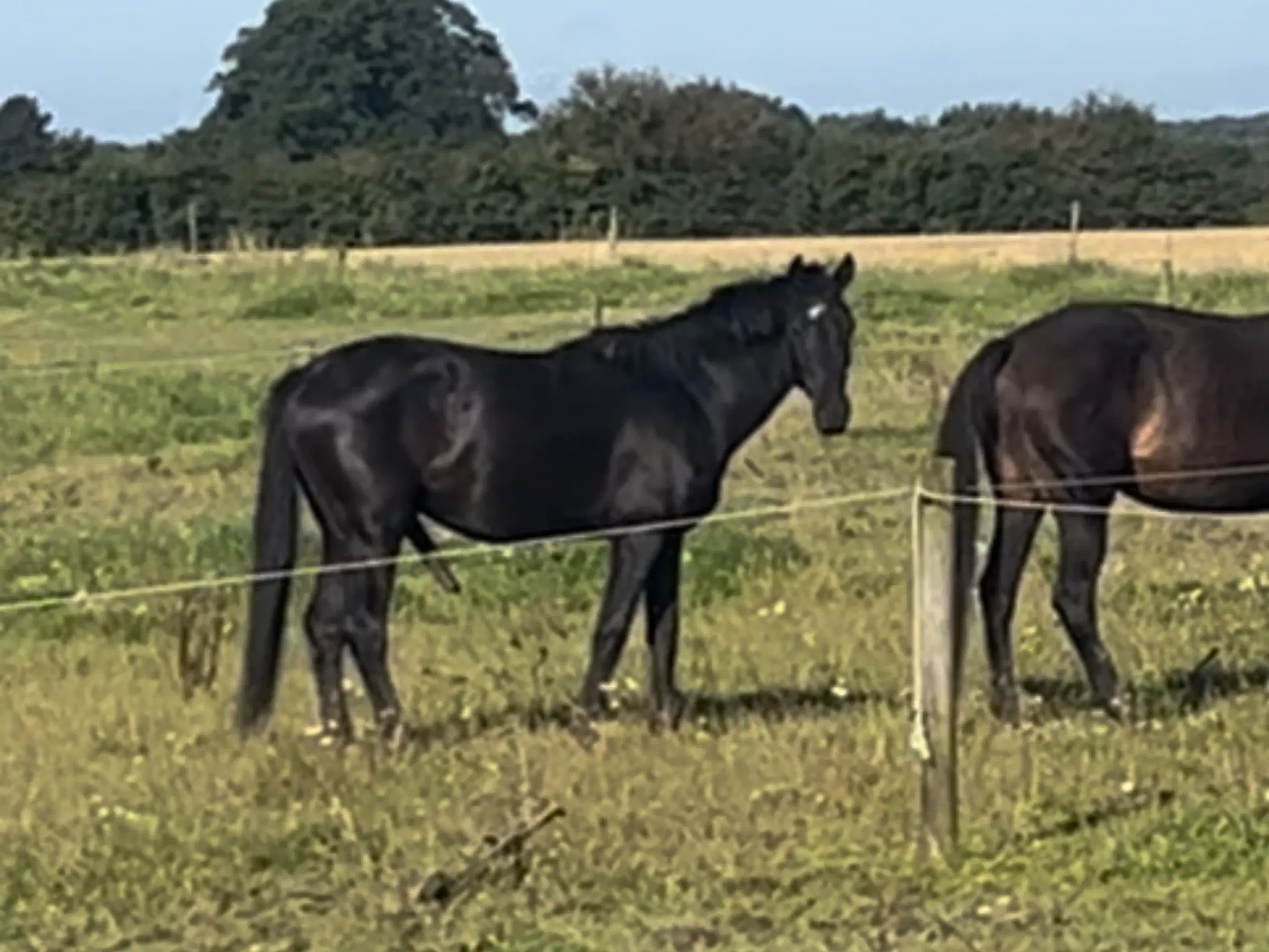 Bedækning ved DV hingst