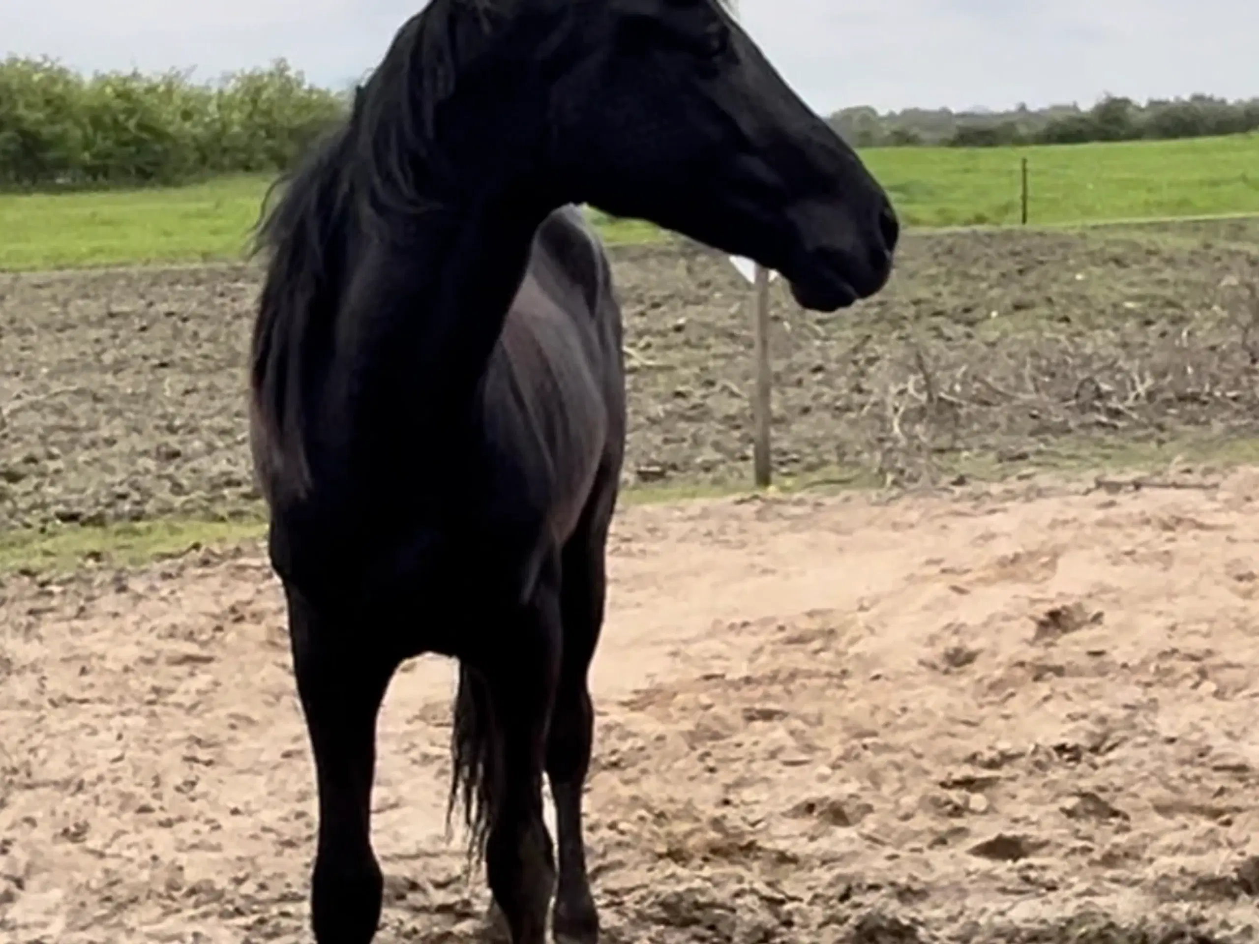 Bedækning ved DV hingst