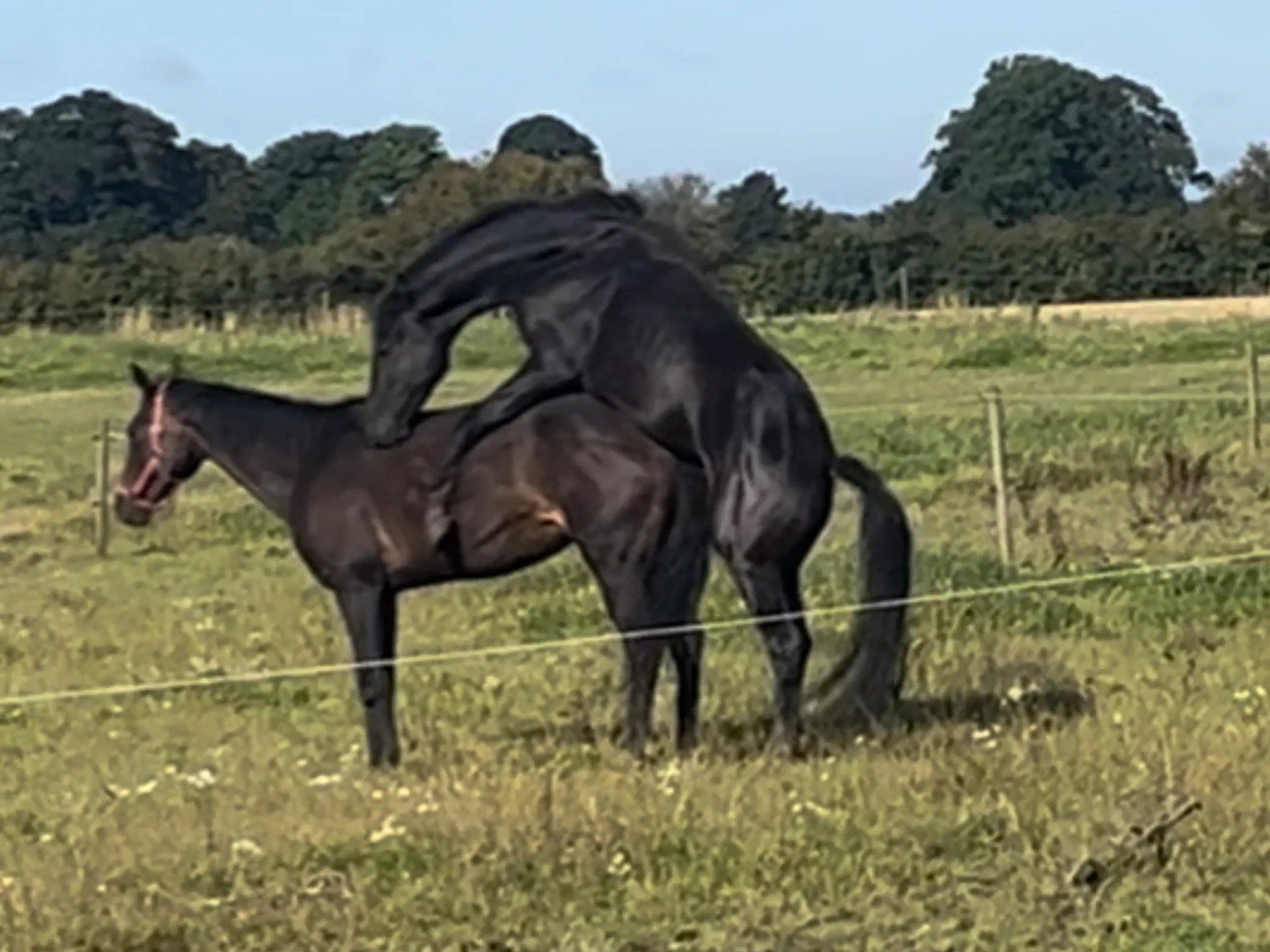 Bedækning ved DV hingst