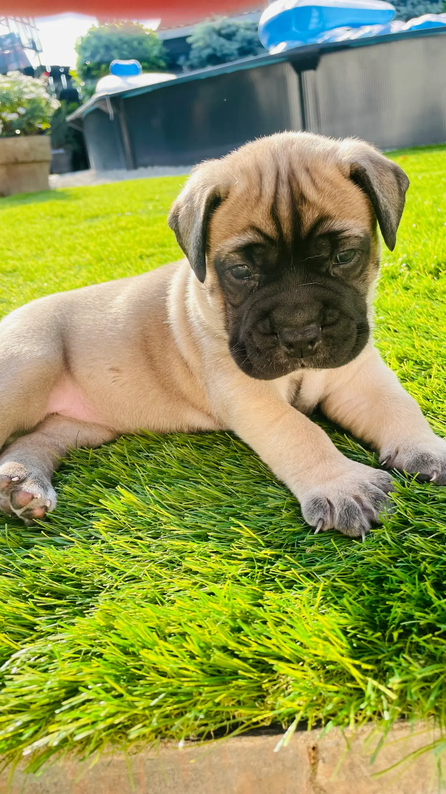 Bullmastiff