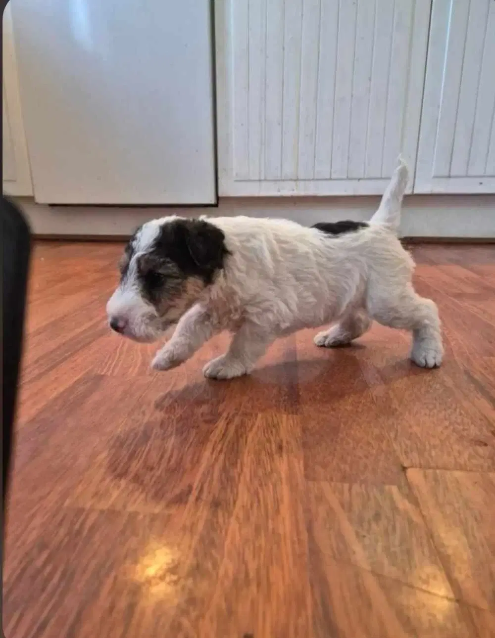 Foxterrier hvalpe 8 uger