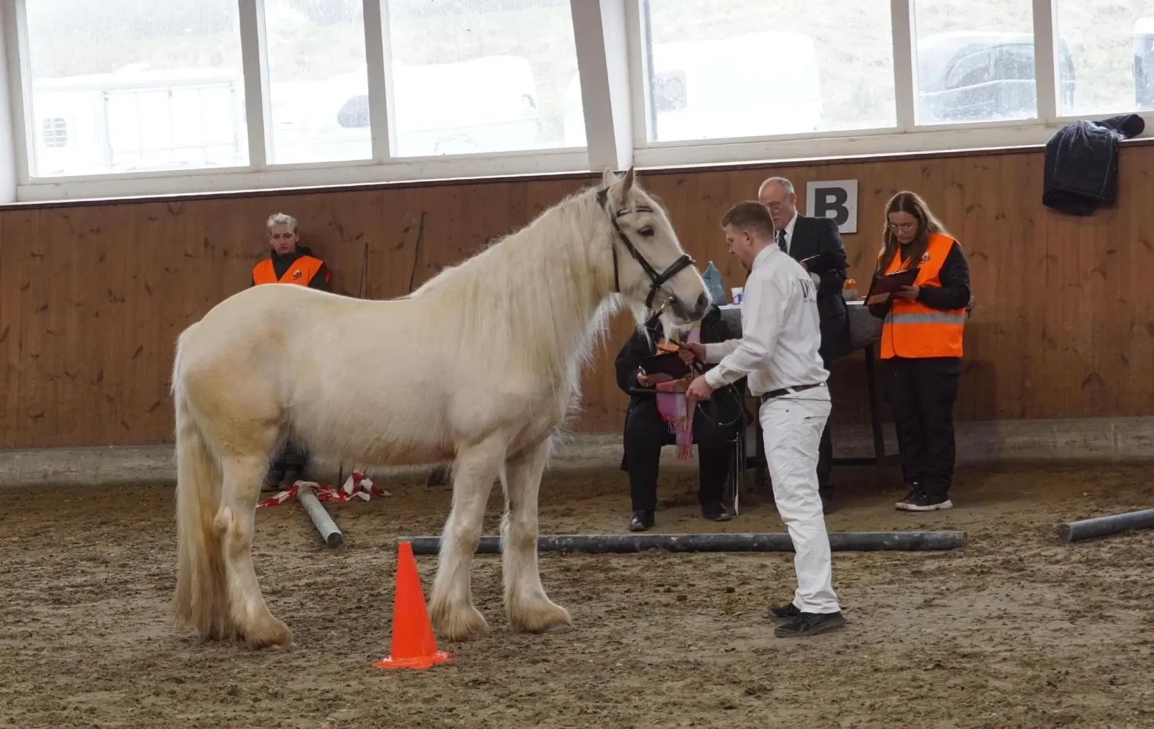 Irish cob hoppe palomino