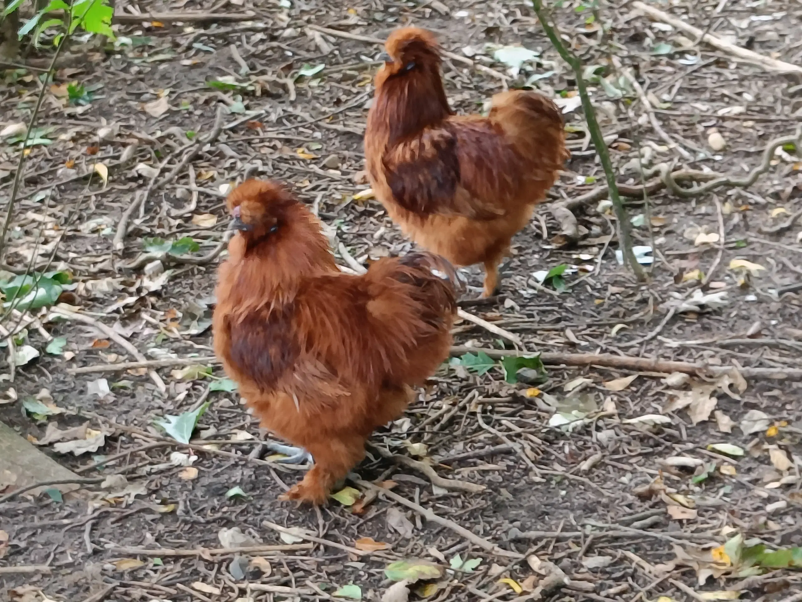 3 flotte haner sælges