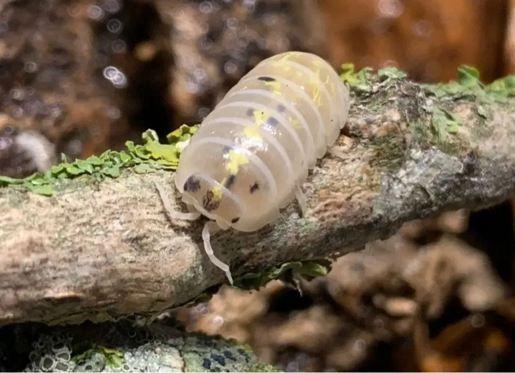 Armadillidium Magic Potion