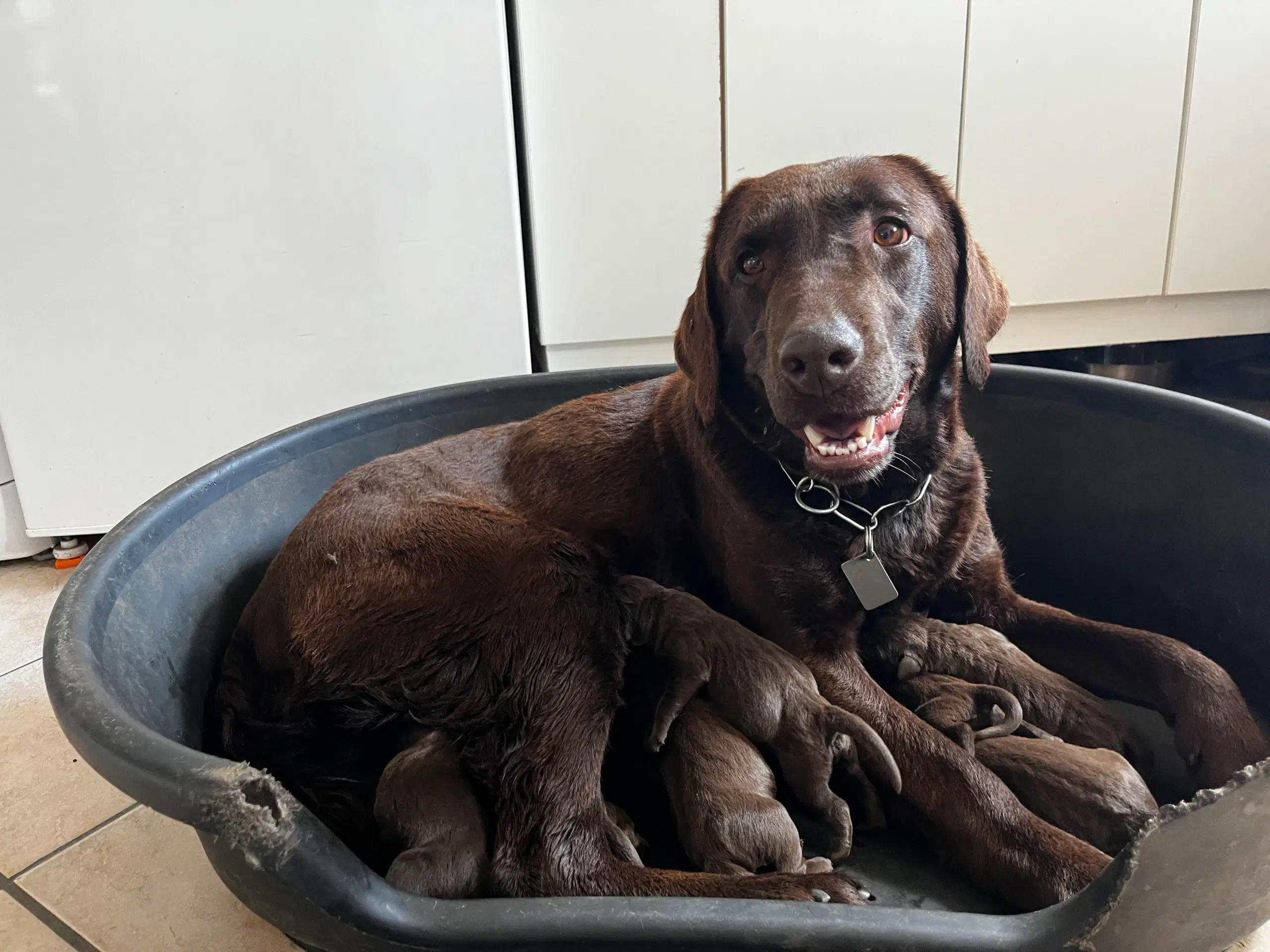 Brune labradorhvalpe salgsklare den 17/8-24