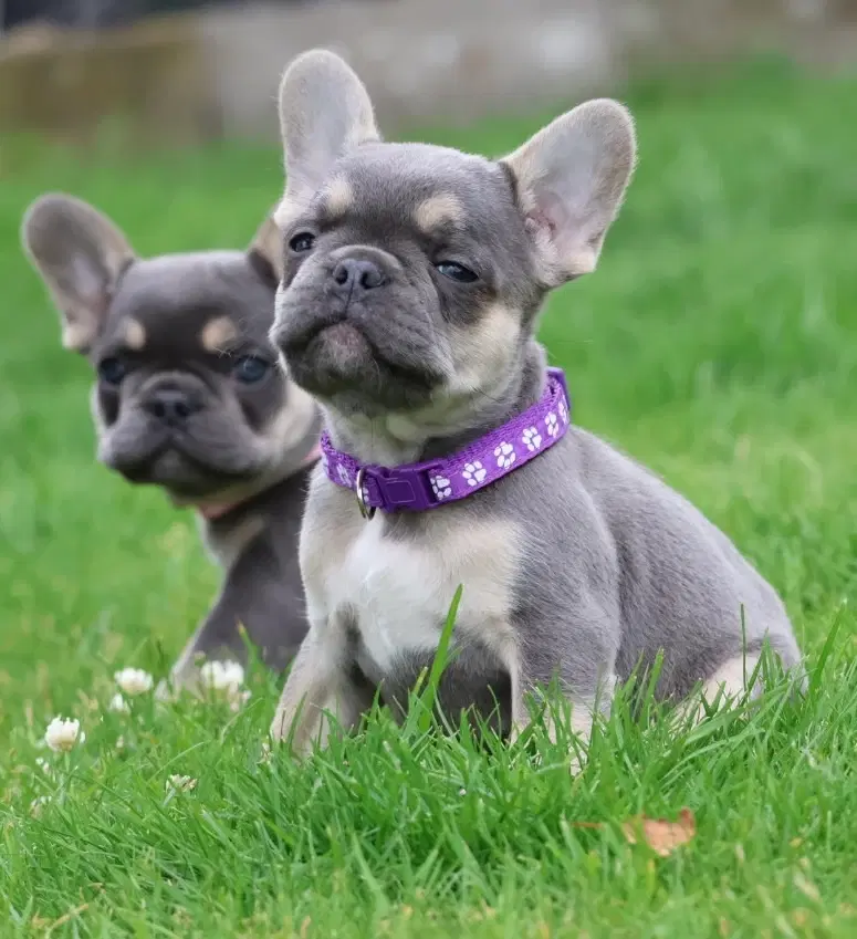 Fransk bulldog hvalpe også fluffy 8 uger 🐾