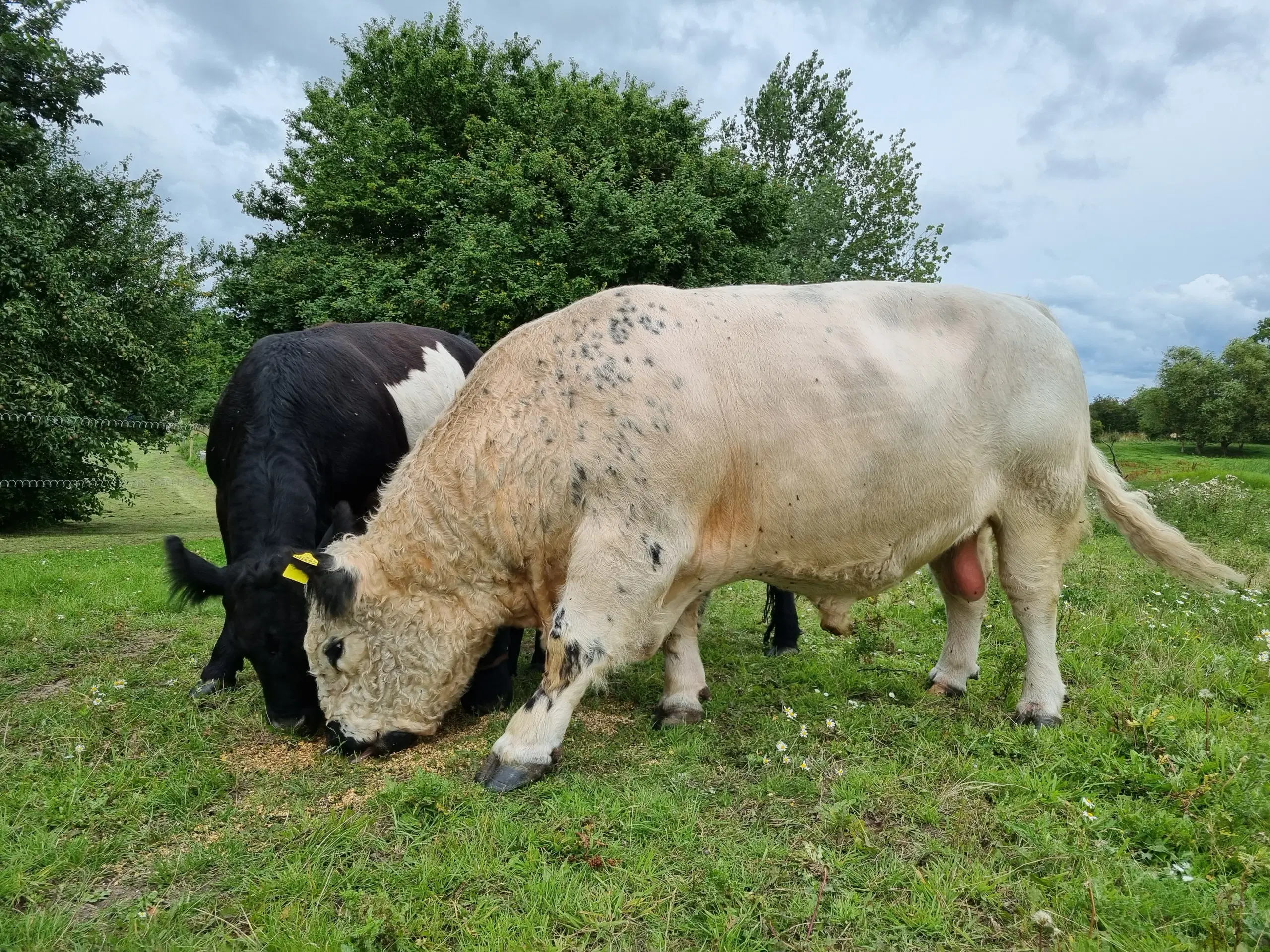 Udlejning - Hvid Galloway tyr med stamtavle