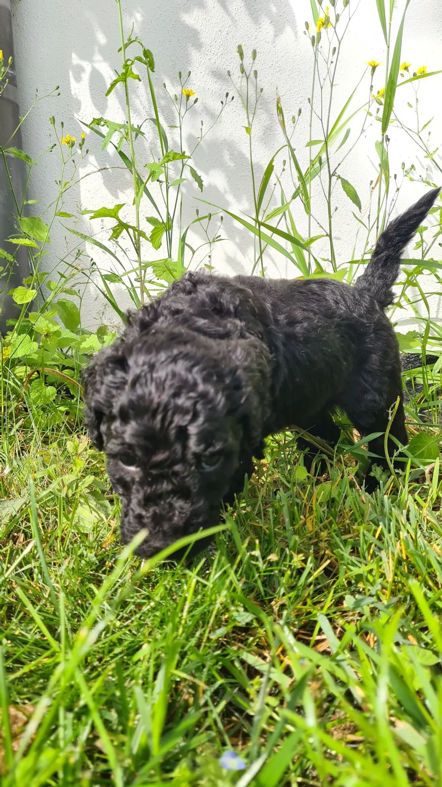 Hvalpe - labradoodles