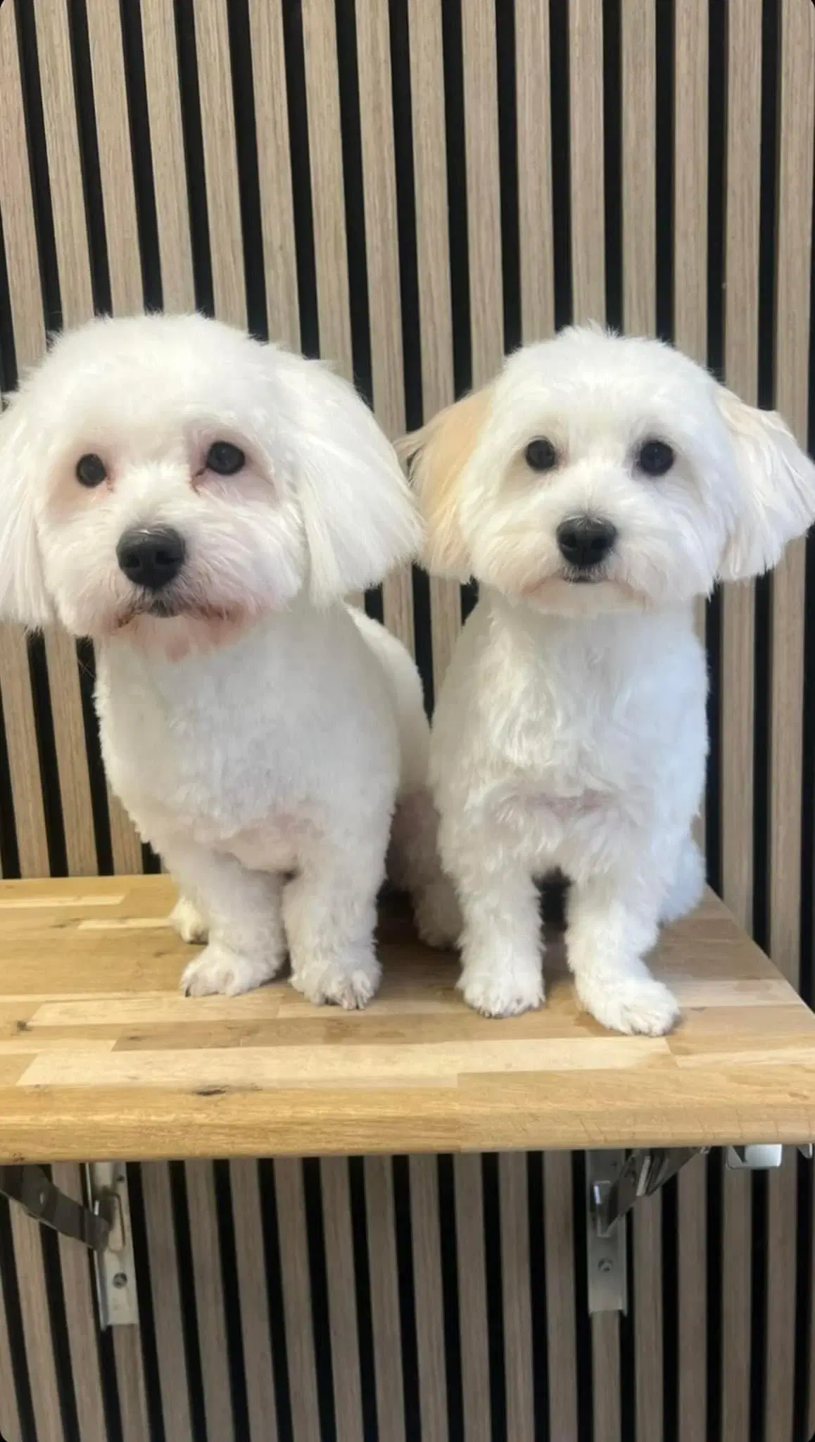 Coton de tulear